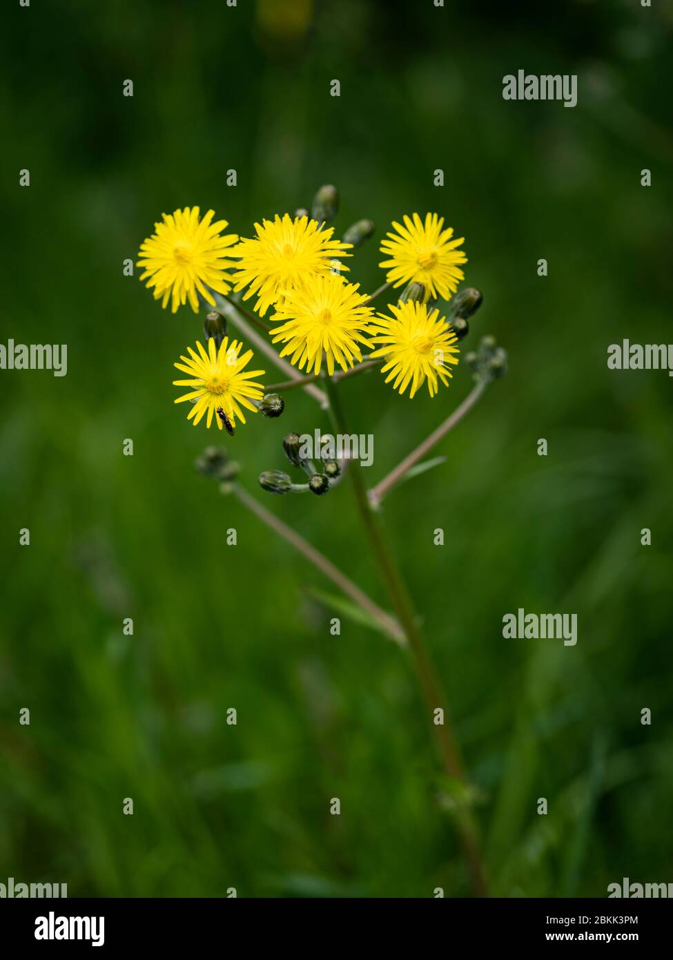 Gelbe Blüten der Wildblume beschnürten Hawk's Bart (Crepis versicaria) vor einem dunkelgrünen Hintergrund. Stockfoto