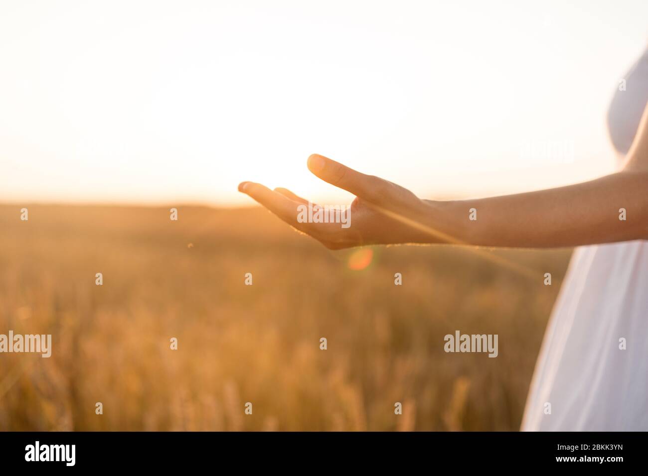 Hand der jungen Frau auf Getreidefeld Stockfoto