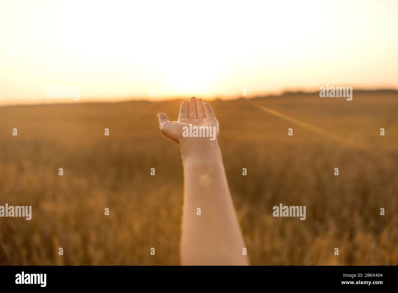 Hand der jungen Frau auf Getreidefeld Stockfoto