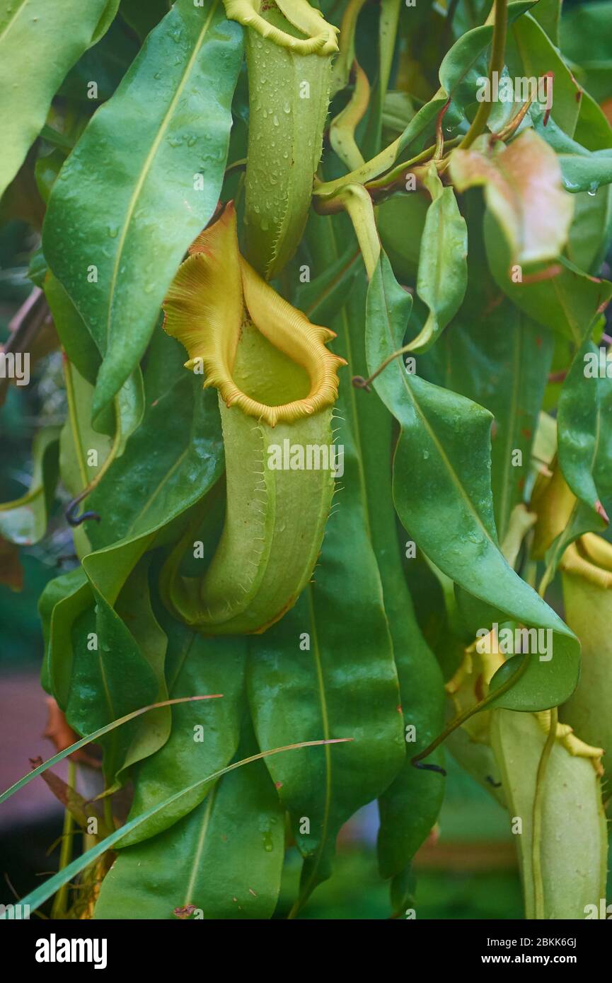 Tropische Kannenpflanze, auch genannt Monkey's Cup Stockfoto
