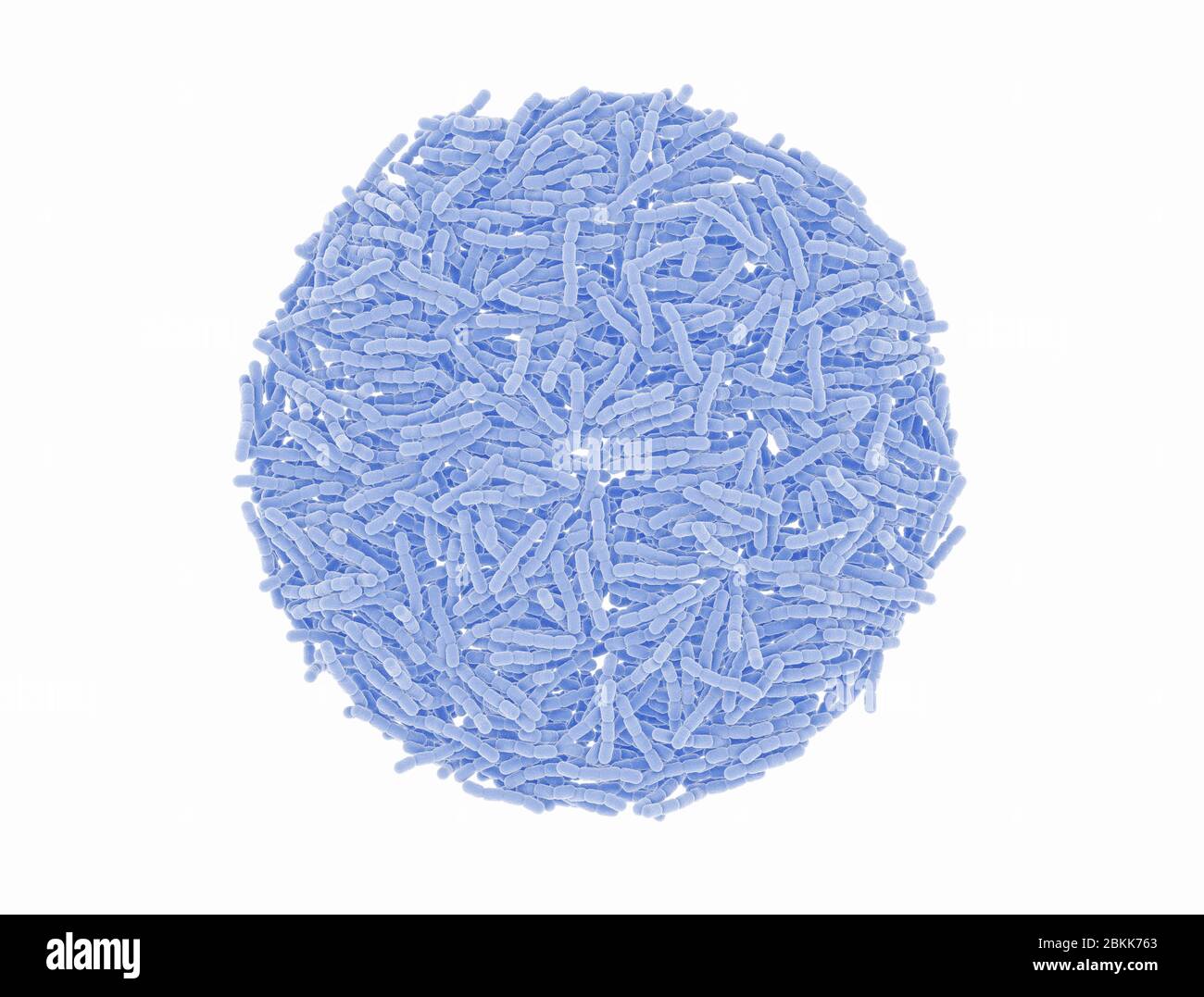 Streptococcus pneumonia Bakterienzellen. Mikroskopisch. Isoliert auf weiß. Stockfoto