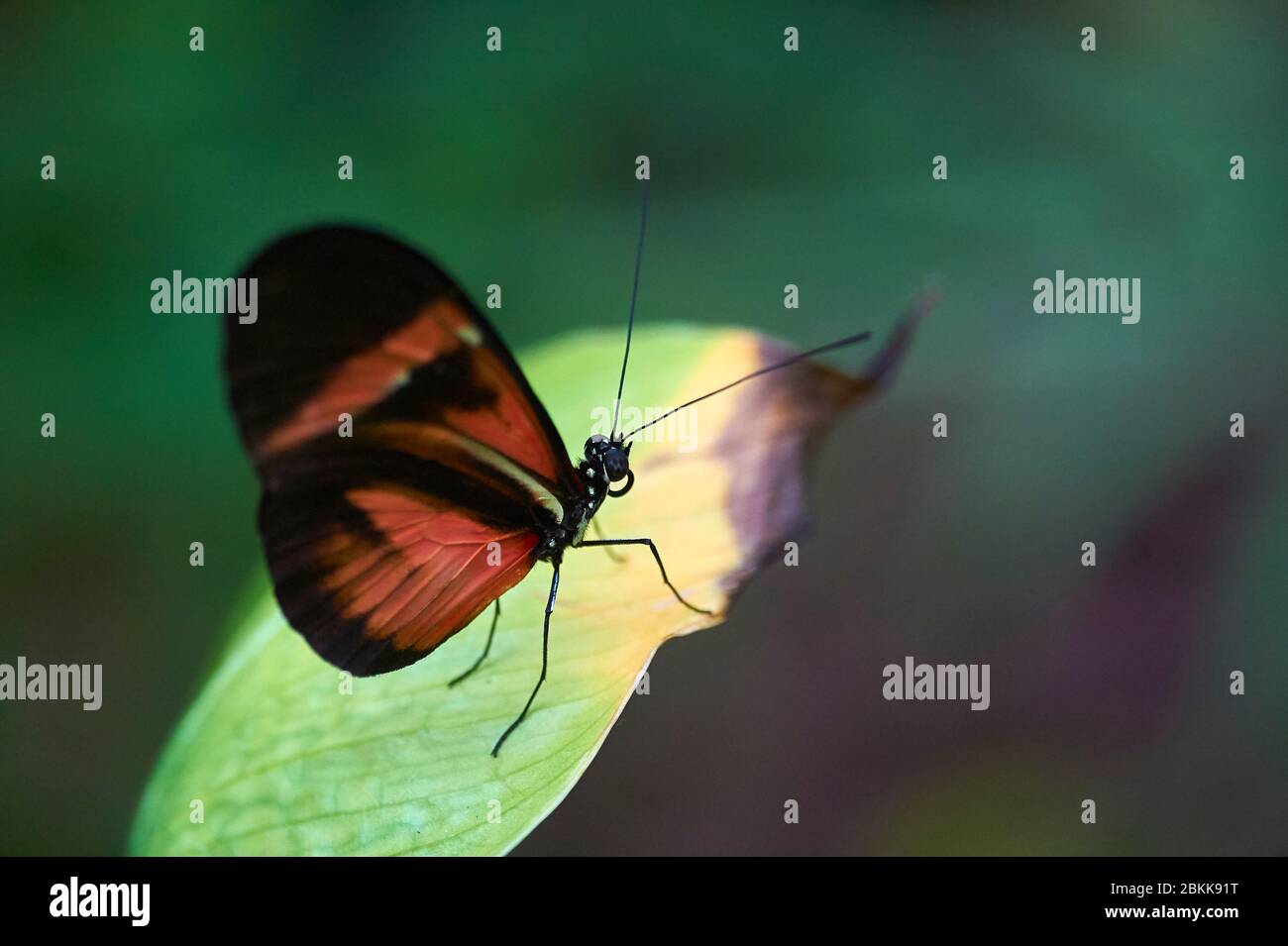 Ein Postman Schmetterling, der auf einem Blatt ruht Stockfoto