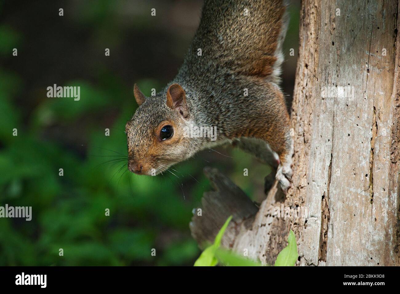Östliches graues Eichhörnchen Nahaufnahme Stockfoto