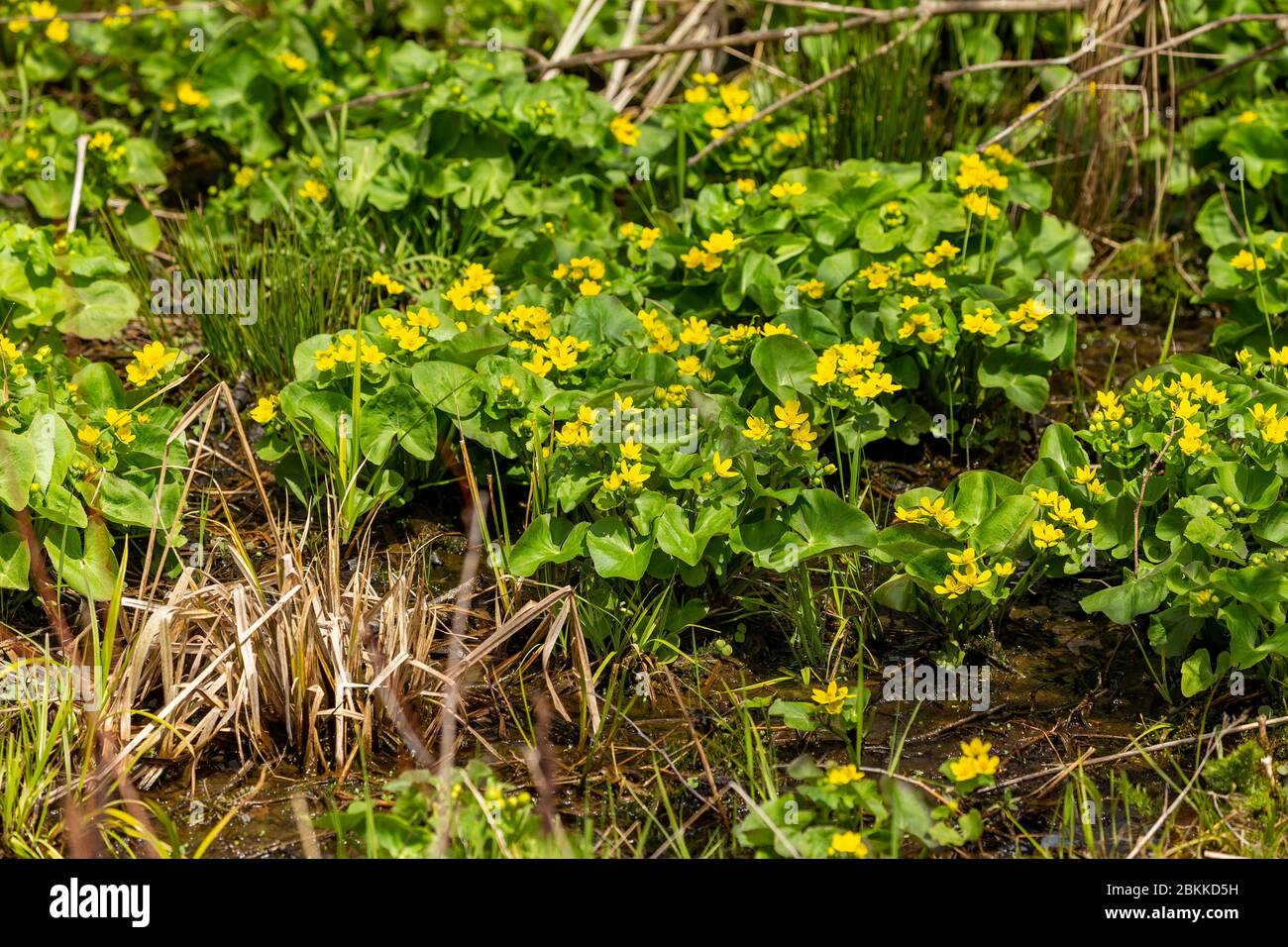 Marschmarigold ist ein kleines bis mittelgroßes mehrjähriges Kraut der Butterblume, das aus Sümpfen, Sümpfen, Gräben und feuchten Wäldern stammt Stockfoto
