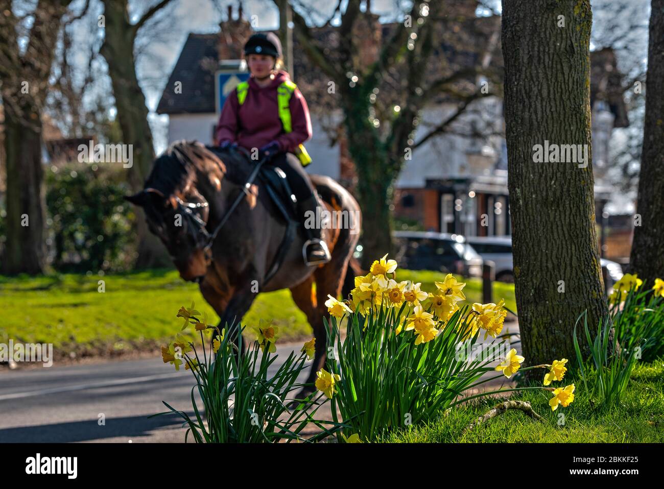 Narzissen mit Pferd und Reiter Stockfoto