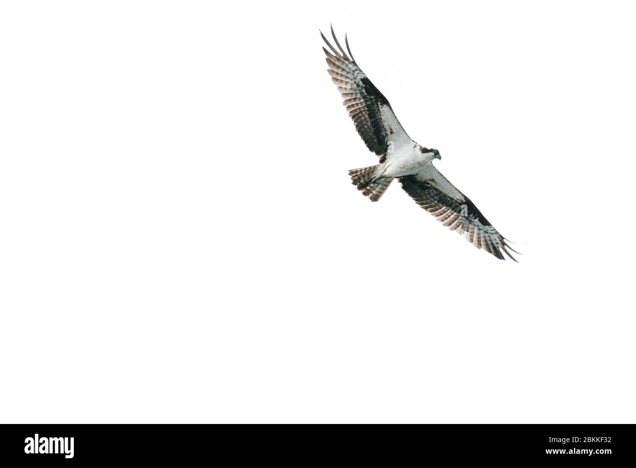 Blick von unten auf einen Fischadler, der gegen einen klaren fliegt Hintergrund Stockfoto