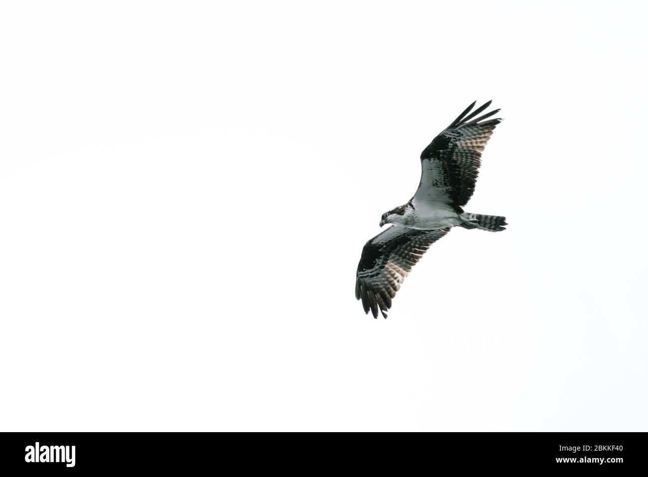 Low-Angle-Ansicht eines Fischadlers, der gegen einen Weißen fliegt Himmel Stockfoto