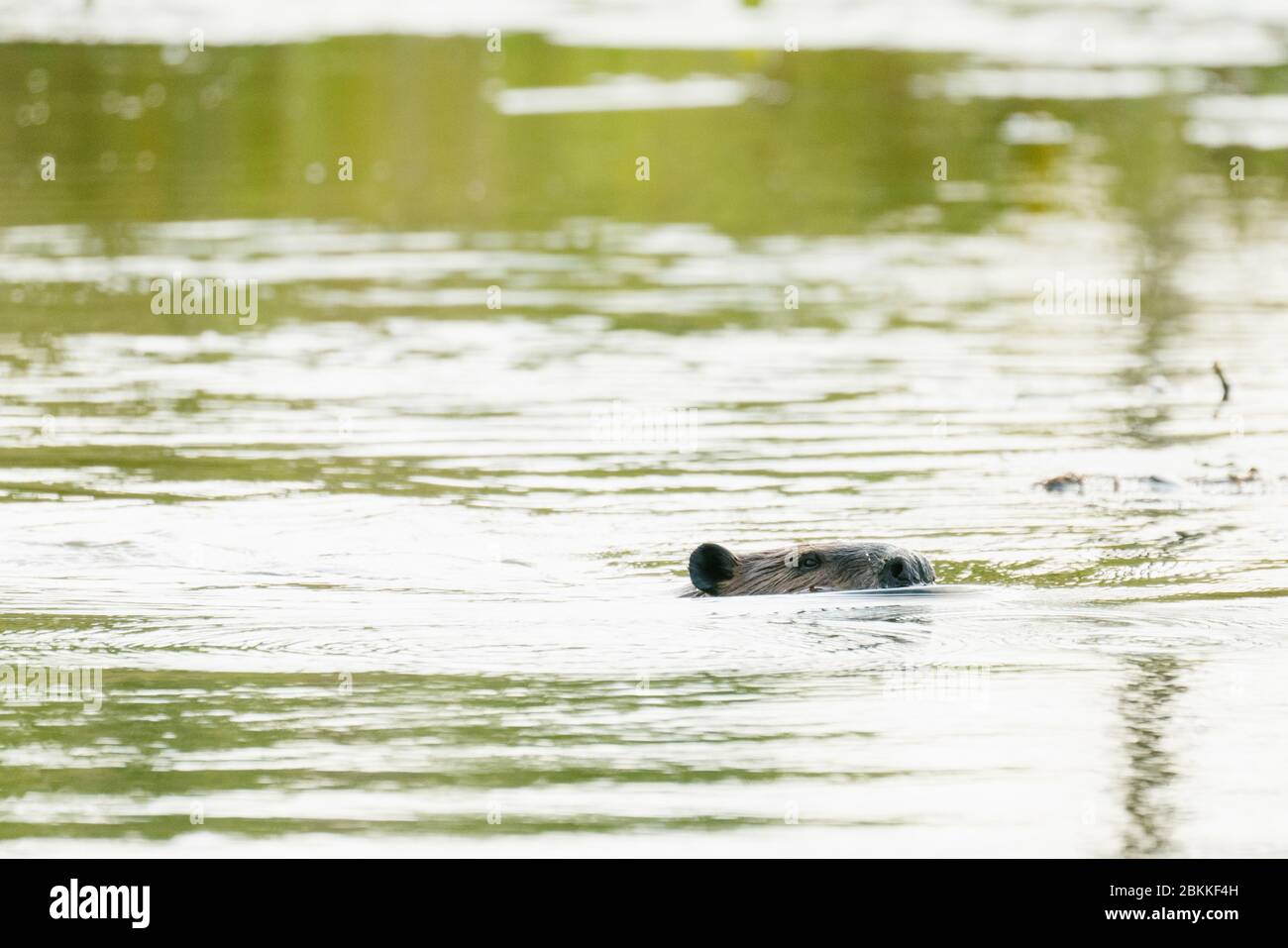 Seitenansicht eines Bibers, der über einen Teich schwimmend ist Stockfoto