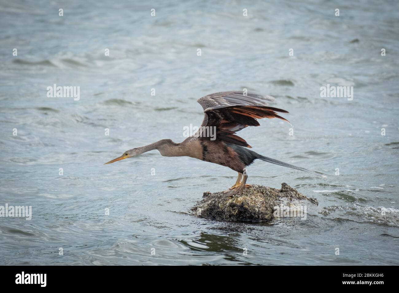 Anhinga bereit für einen Tauchgang in die Tampa Bay Stockfoto