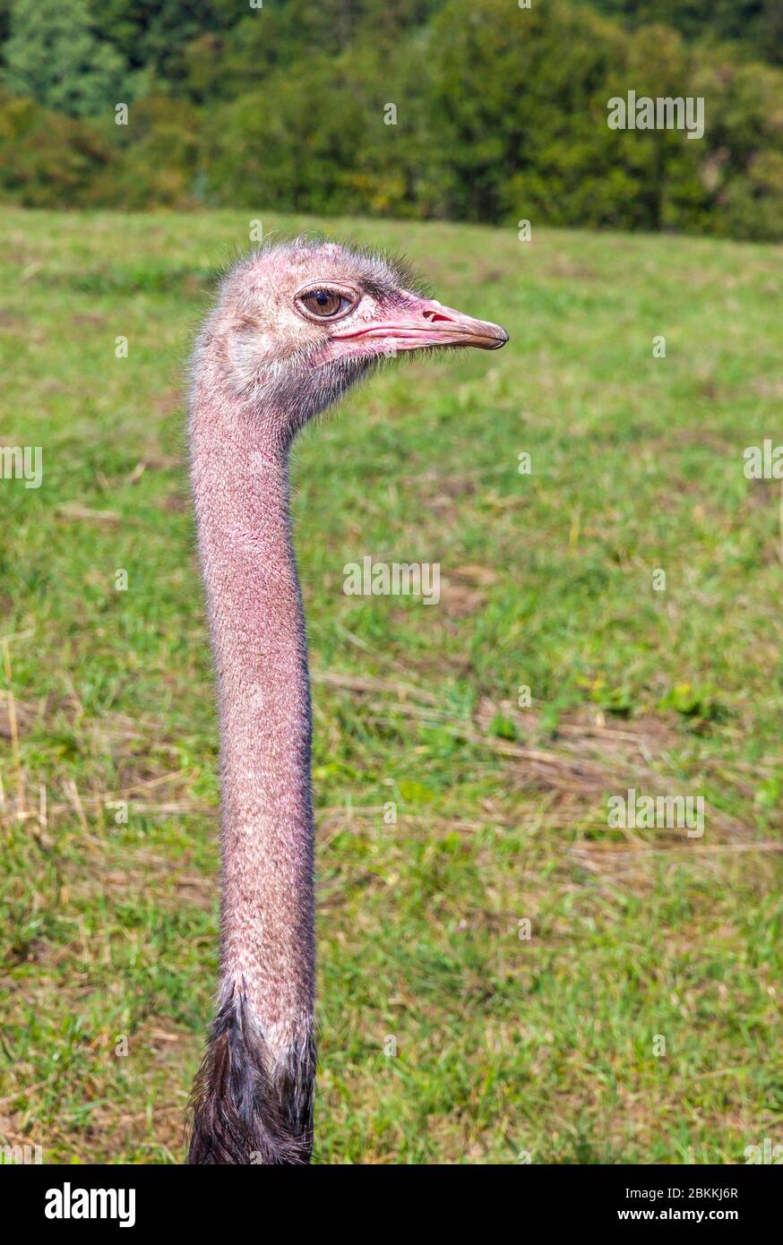 Der Strauß (lateinisch: Struthio camelus) oder einfach Strauß, ist eine Art von großen fluglosen Vögeln, die in bestimmten großen Gebieten Afrikas beheimatet sind. Nahaufnahme Po Stockfoto