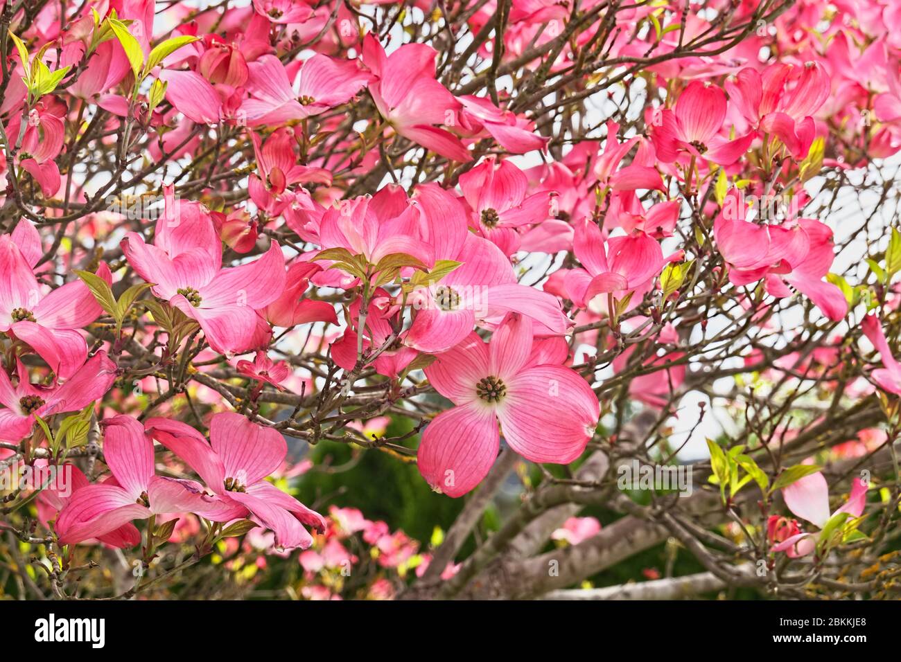Rosa Blüten des blühende Hundehütte (Cornus florida) Stockfoto