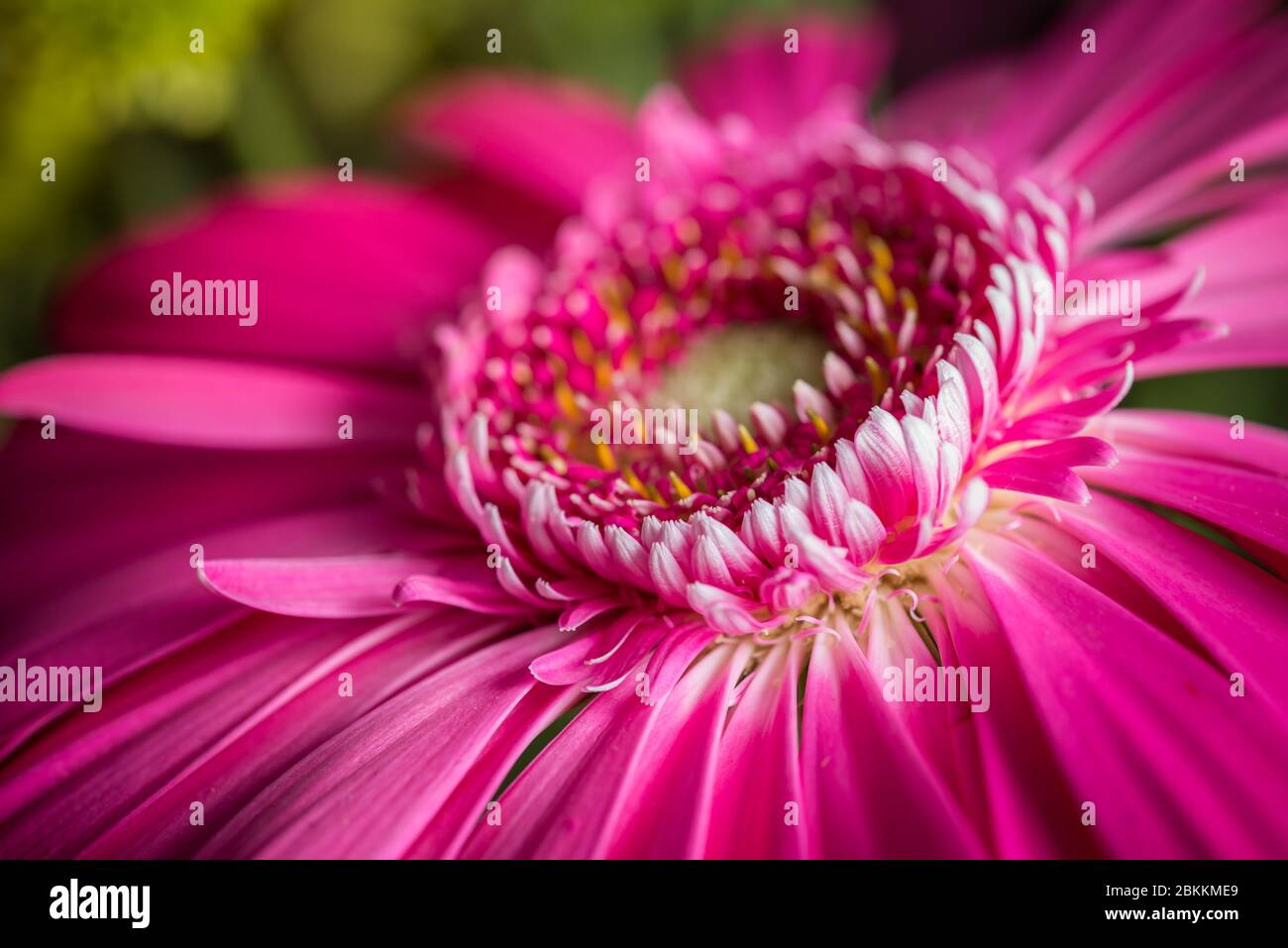 Nahaufnahme einer rosa Gerbera Blume mit schönen weichen Blütenblättern Stockfoto