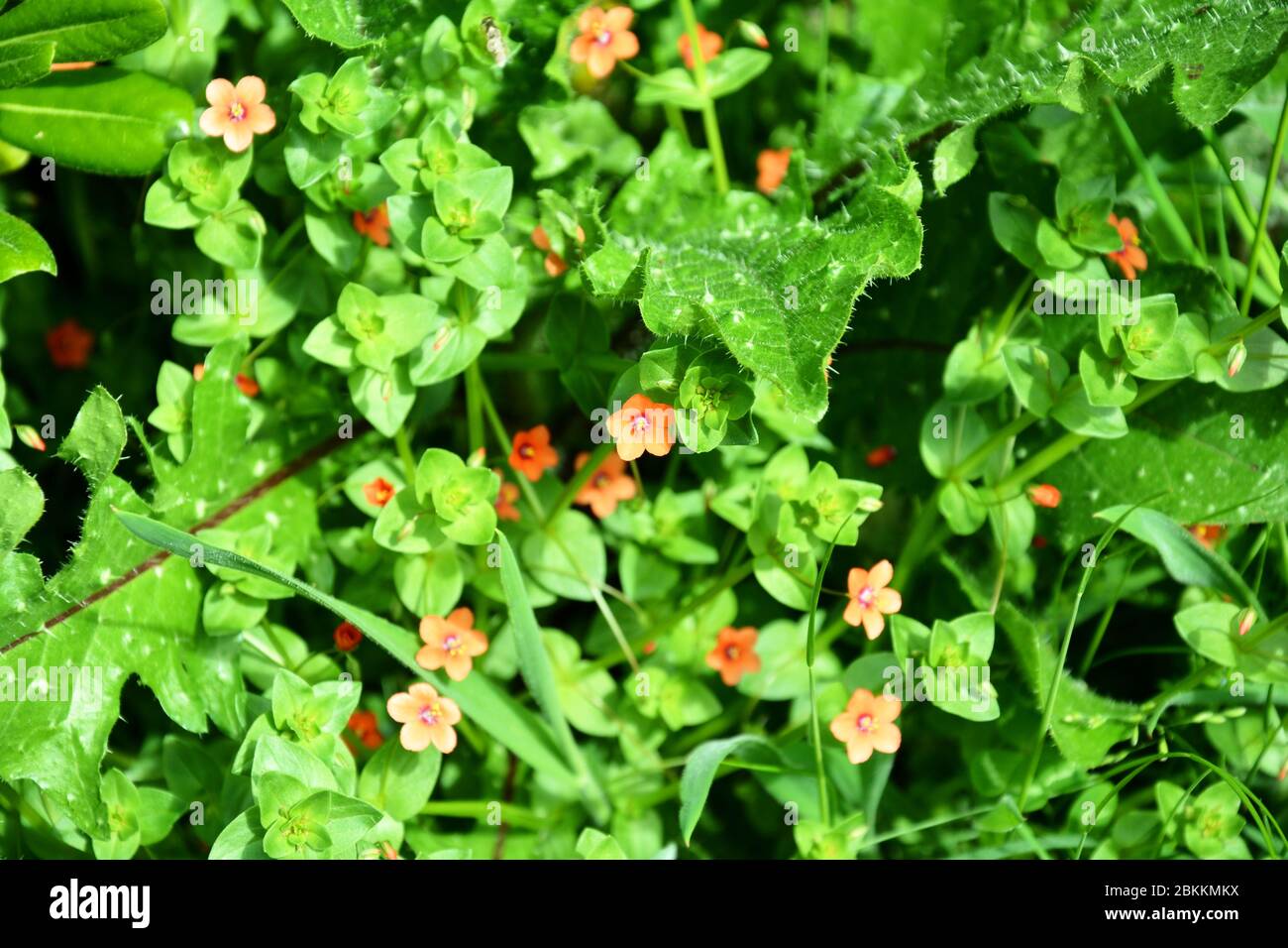 Rote und orange Blüten und grüne Blätter Stockfoto