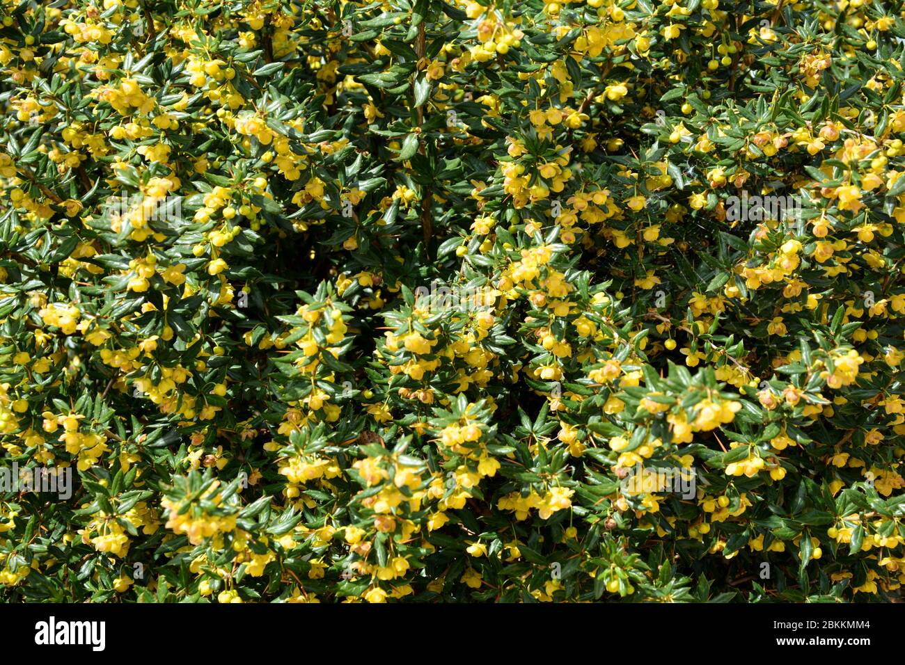 gelbe Blumen im Garten Stockfoto