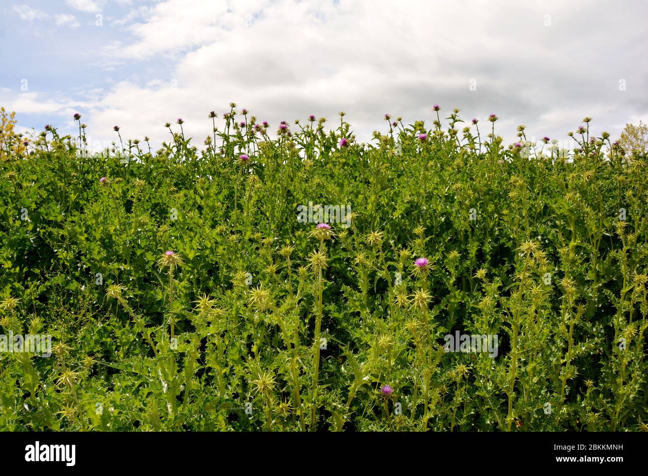 Rosa Blüten von Disteln im Feld Stockfoto