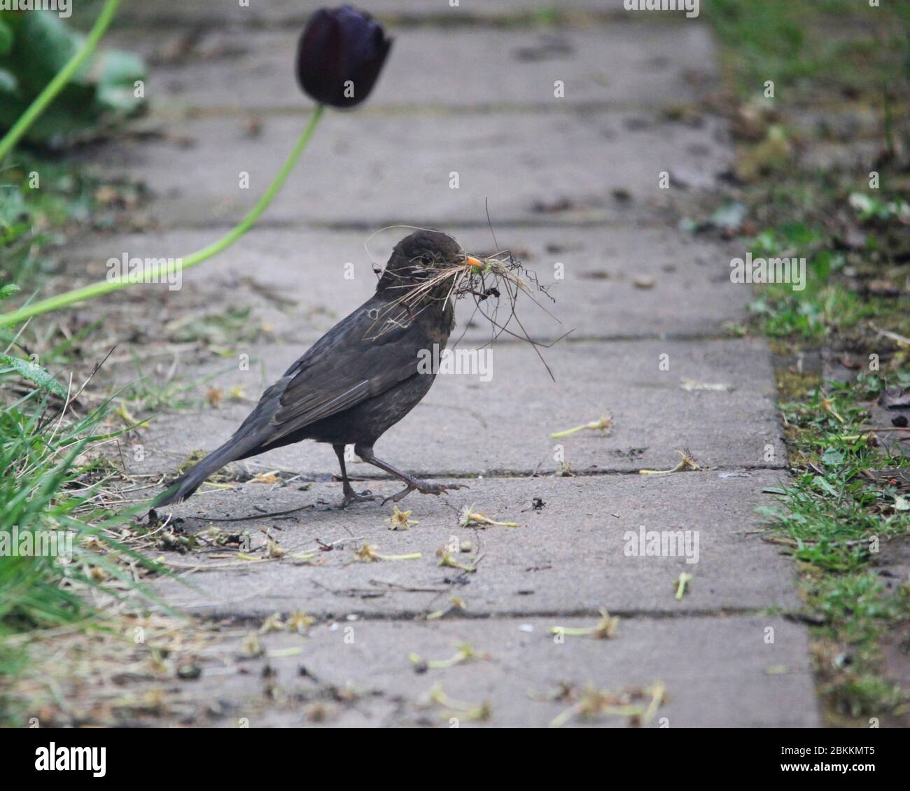 Blackbird Sammeln Nistmaterial Stockfoto