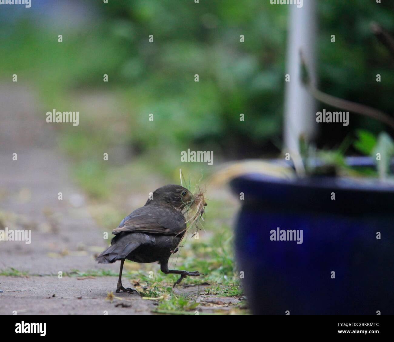 Blackbird Sammeln Nistmaterial Stockfoto