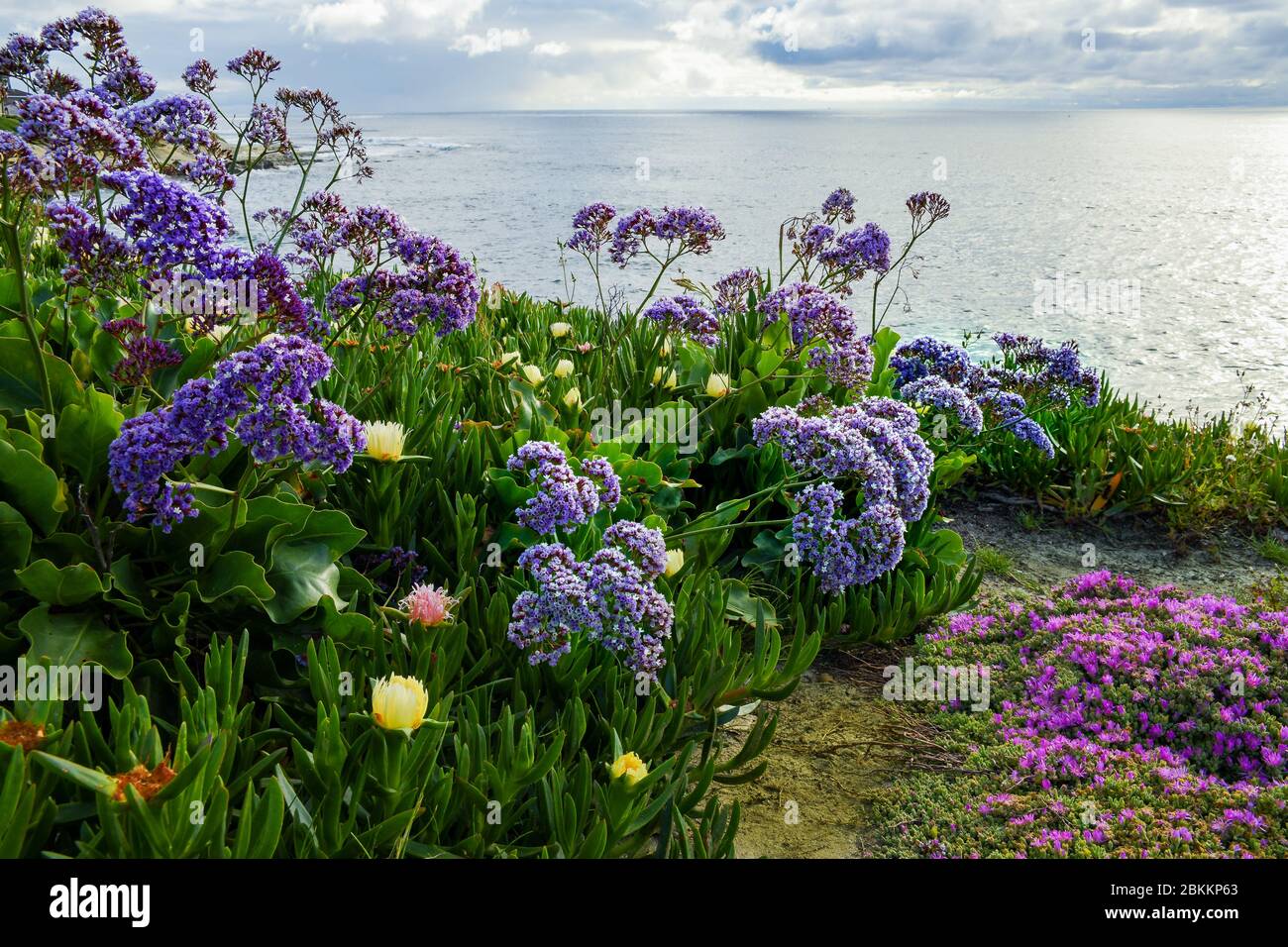 Seetauchpflanzen, Rodondo-Kriechgang und gelbe Eispflanze schmücken die Klippen in La Jolla, CA Stockfoto