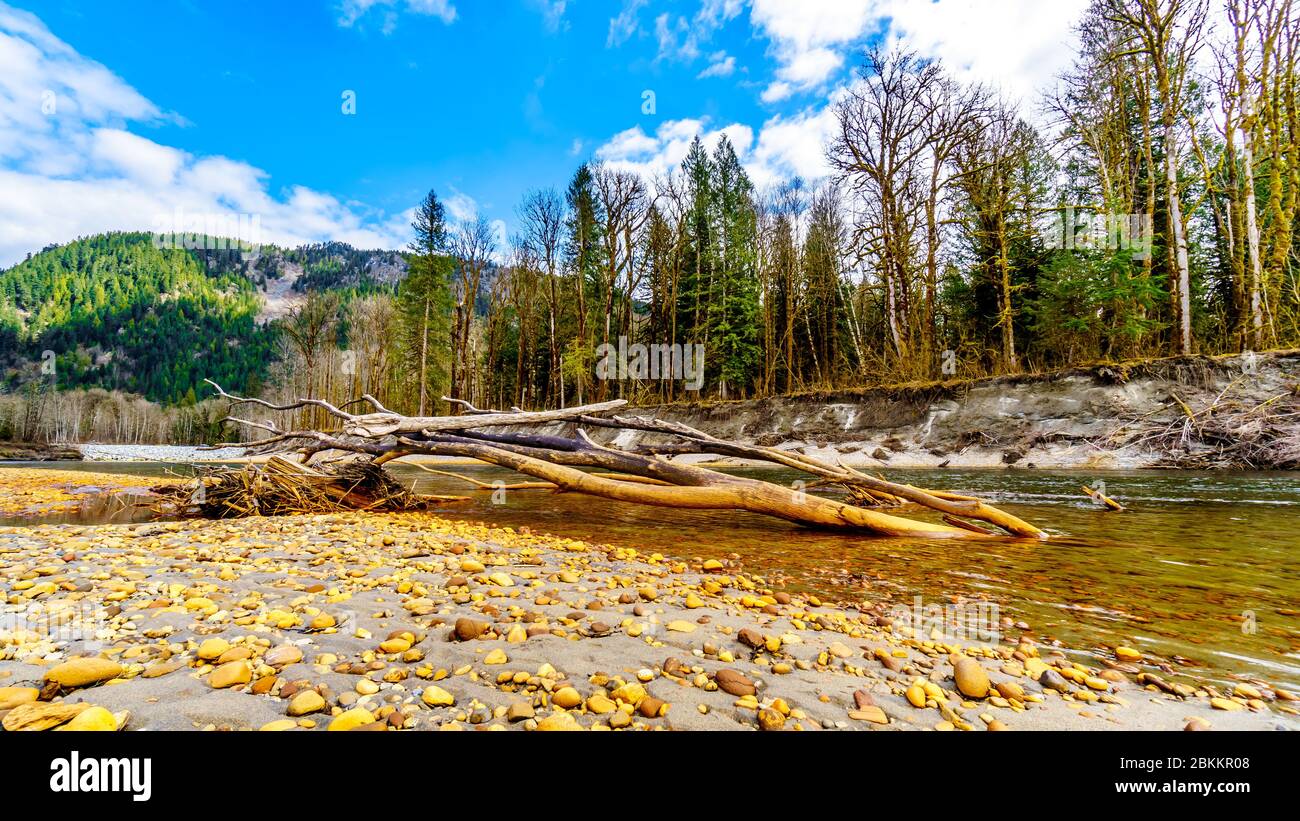 Im Sand festgeklebte Baumstämme und mit Eisenoxid bemalte Felsen säumen die Ufer bei niedrigem Wasserstand im Squamish River im Upper Squamish Valley in BC, Kanada Stockfoto