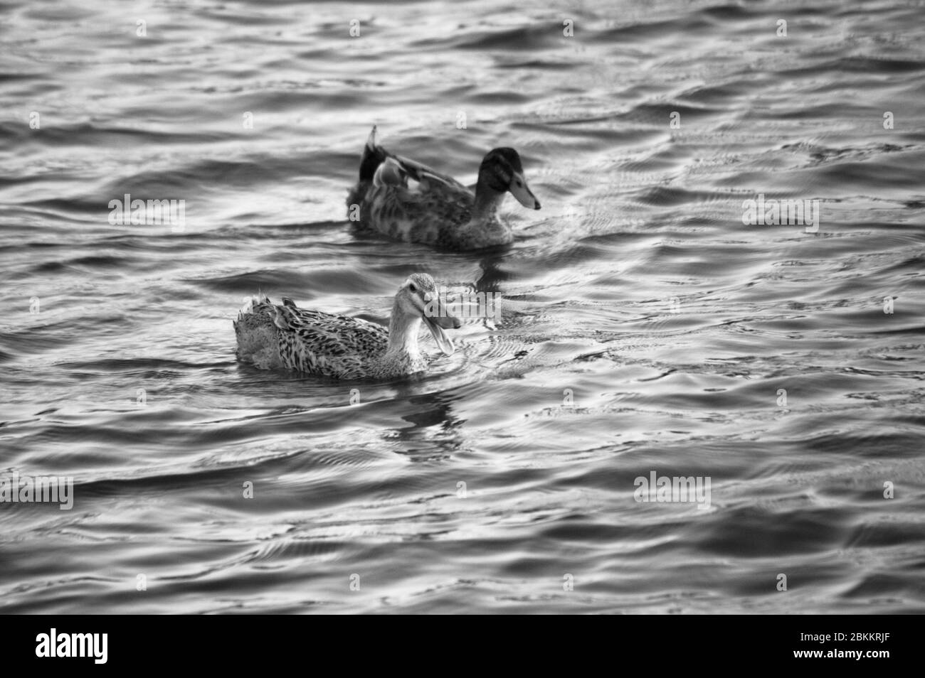 Nahaufnahme von einigen Common Enten, die im Wasser eines Flusses schwimmen Stockfoto