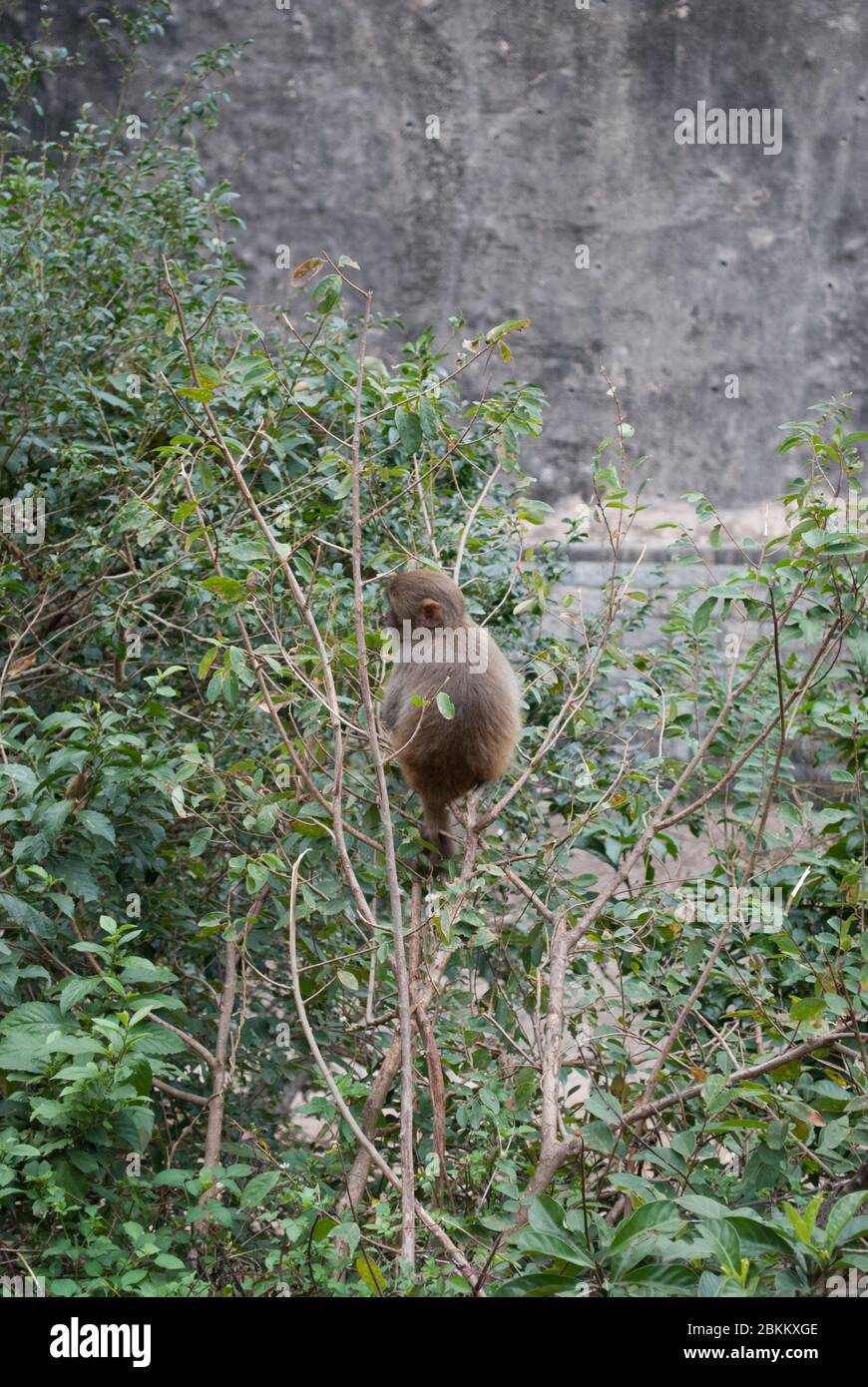 Makaken-Affe in New Territories Hong Kong Stockfoto