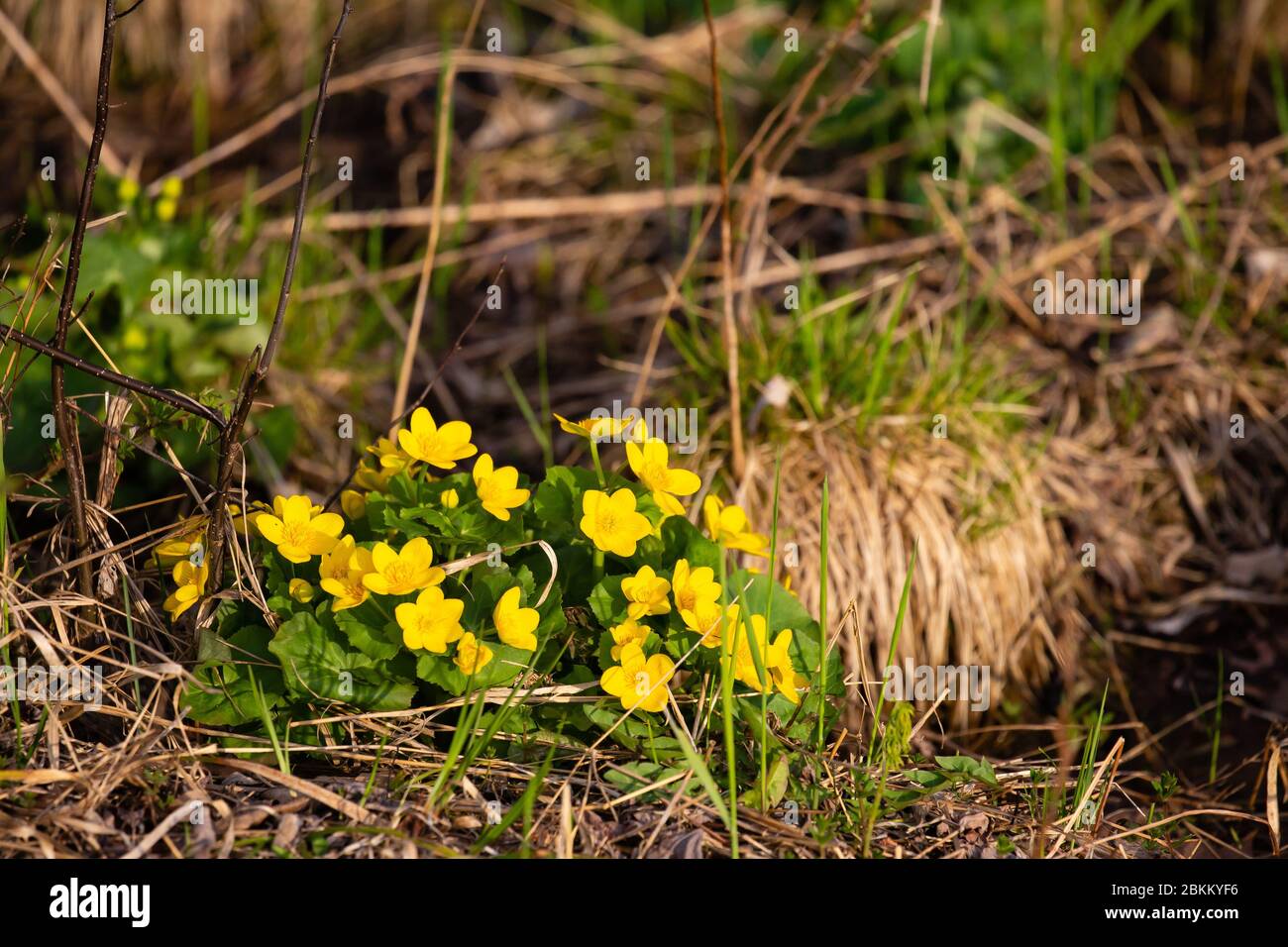 Gelbe Marschmarigold (Caltha palustris L.) in den Feuchtgebieten eines Wisconsin-Waldes im Frühling Stockfoto