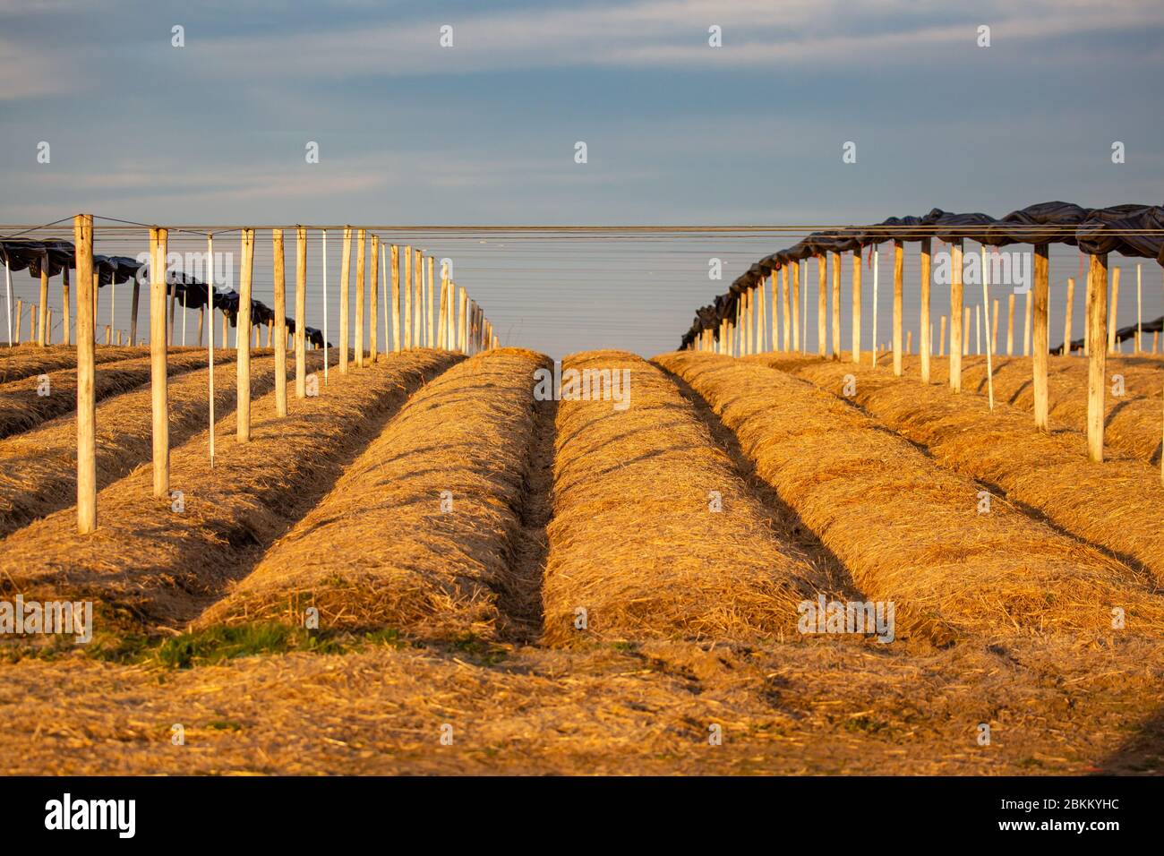 Reihen von Ginseng im Frühjahr mit Mulch bedeckt vor dem Wisconsin Winter geschützt und simulieren die kühlen, feuchten Bedingungen des Waldbodens Stockfoto