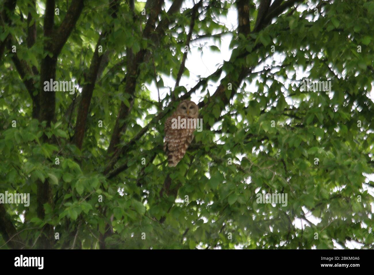 Mittelwestliche Eulen Stockfoto