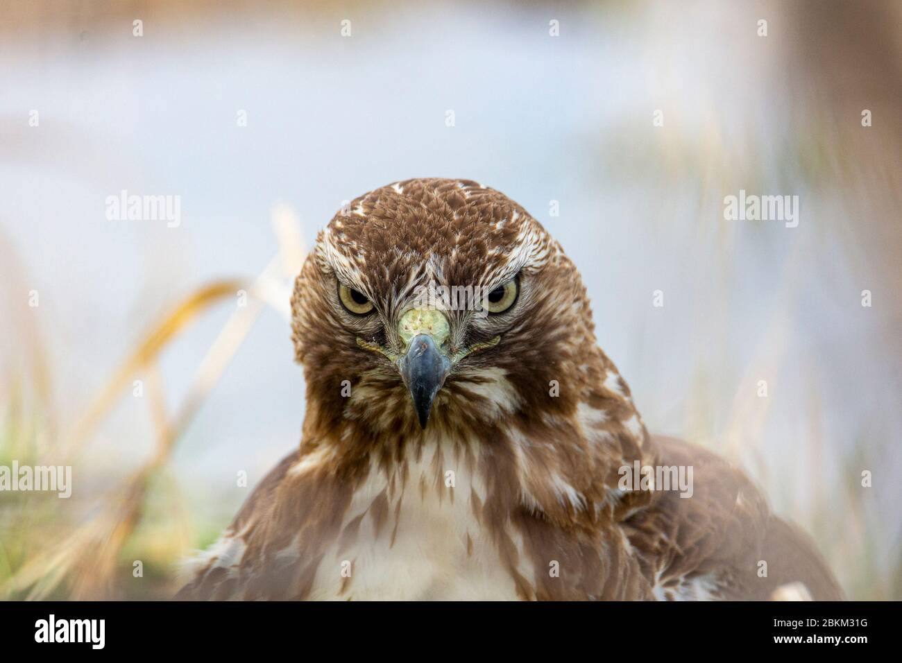 Nahaufnahme des jungen Rotschwanzfalken (Buteo jamaicensis) Colorado, USA Stockfoto