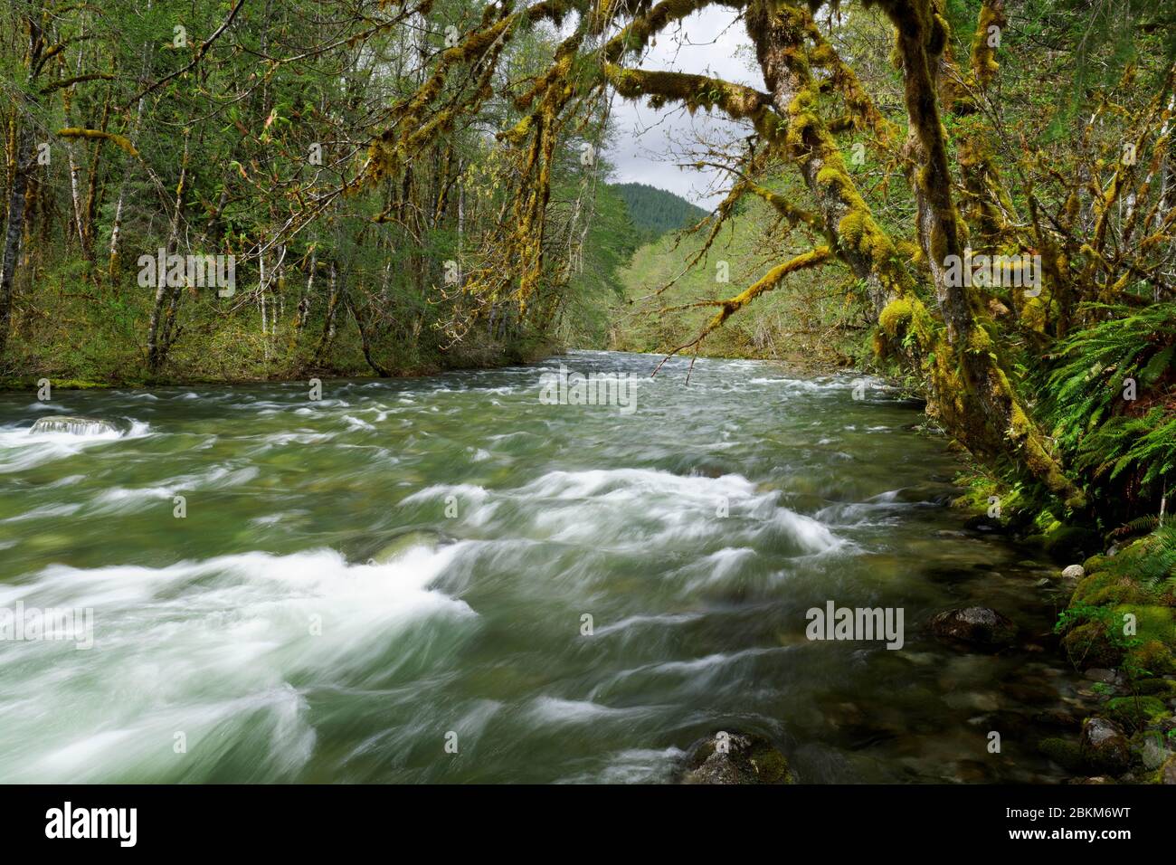 Beckler River und Big Leaf Ahornbaum, King County, Cascade Mountains, Washington, USA Stockfoto