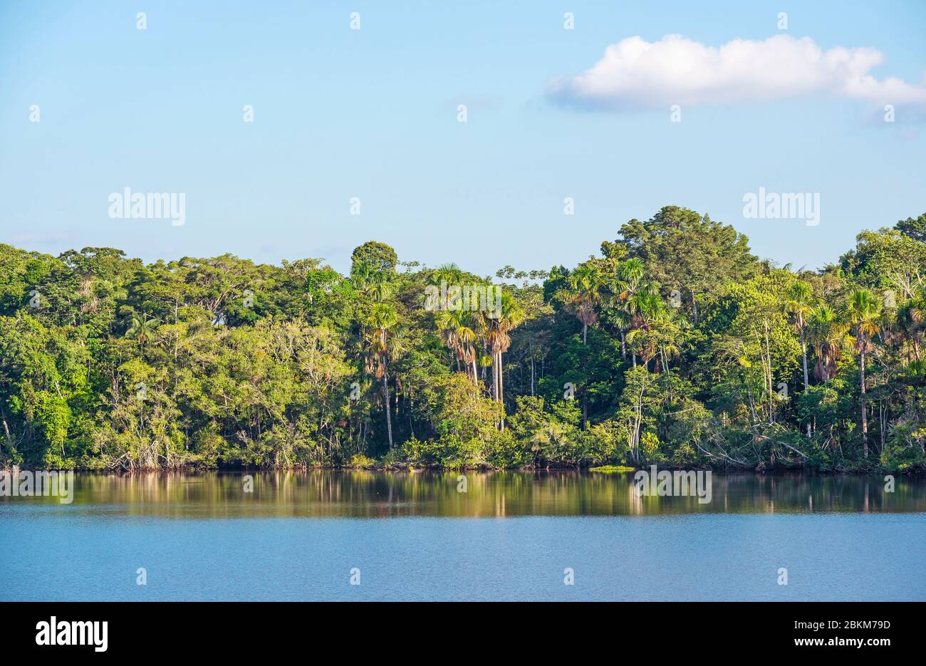 Amazonas-Regenwald-Landschaft im Yasuni-Nationalpark bei Sonnenuntergang, Ecuador. Stockfoto