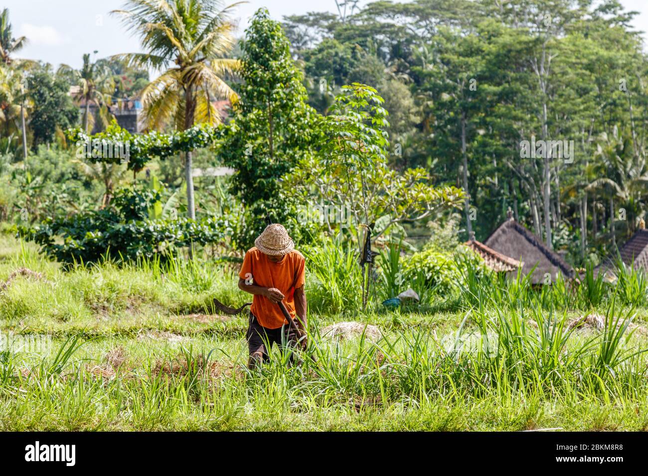Balinesischer Bauer in traditionellem Strohhut, der Gras auf einem Feld schneidet. Ländliche Landschaft. Gianyar, Bali, Indonesien Stockfoto