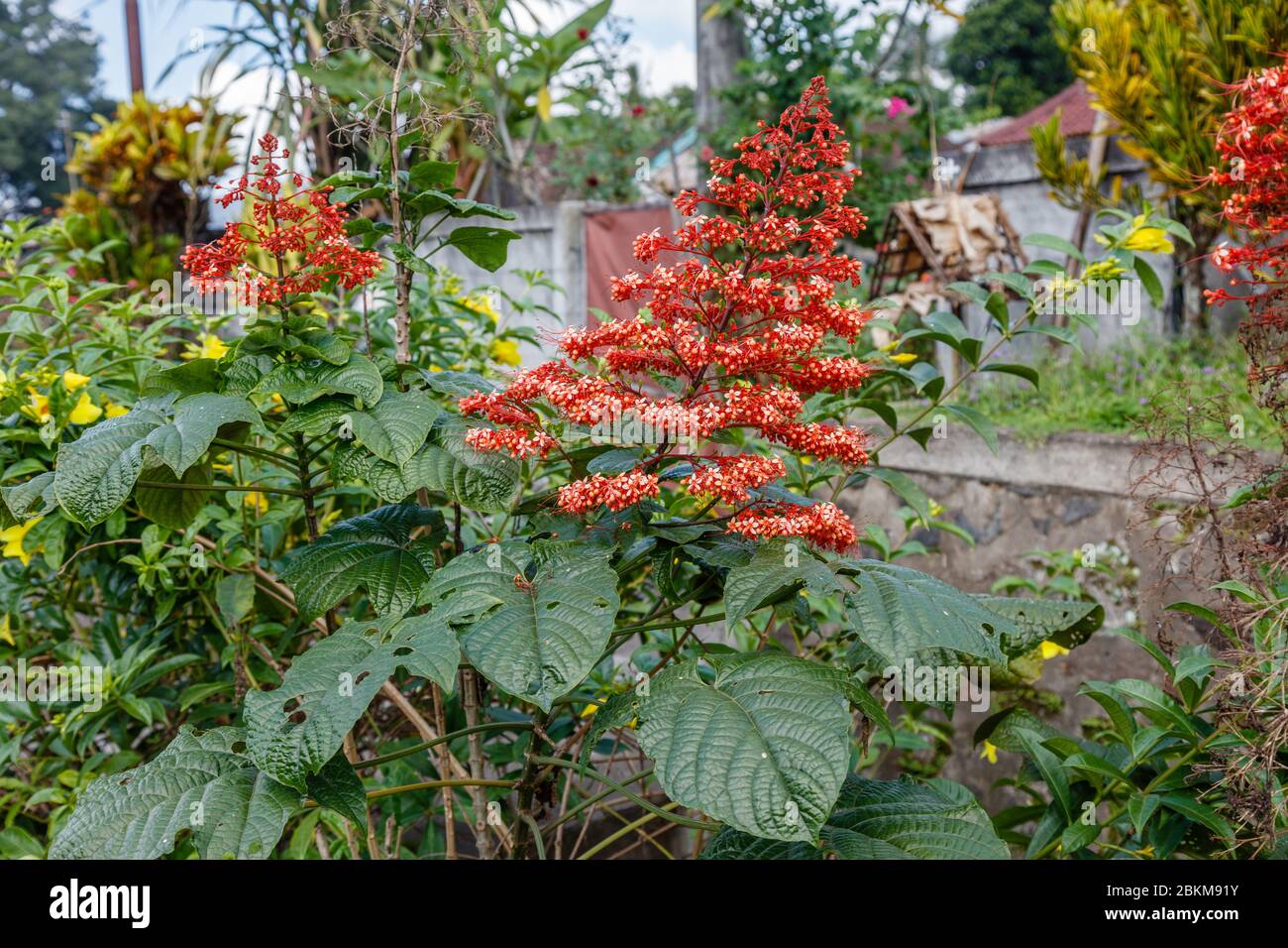Rot blühende Pagodenblume oder Clerodendrum paniculatum, Bali, Indonesien. Stockfoto