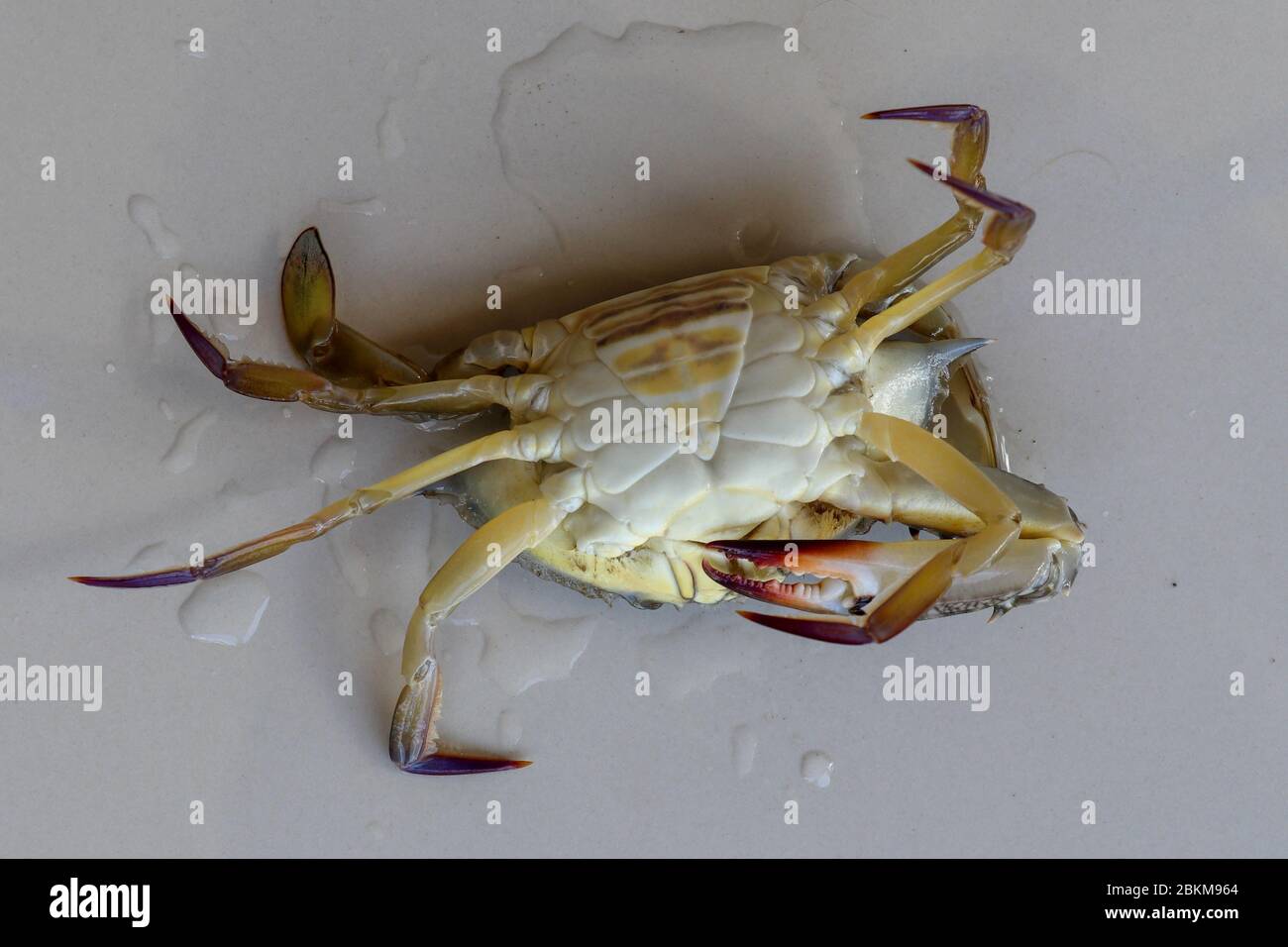 Ventrale Ansicht der blauen Manna Krabbe, Sandkrabbe. Blumenkrabbe. Portunus pelagicus isoliert auf weißem Hintergrund. Nahaufnahme Foto von frischen rohen Blau Schwimmen Stockfoto