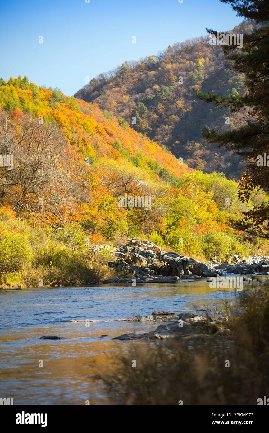 Herbstwald Flusslandschaft, Südkorea Stockfoto