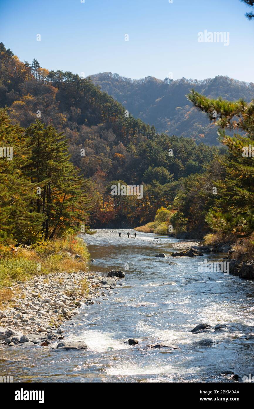Herbstwald Flusslandschaft, Südkorea Stockfoto