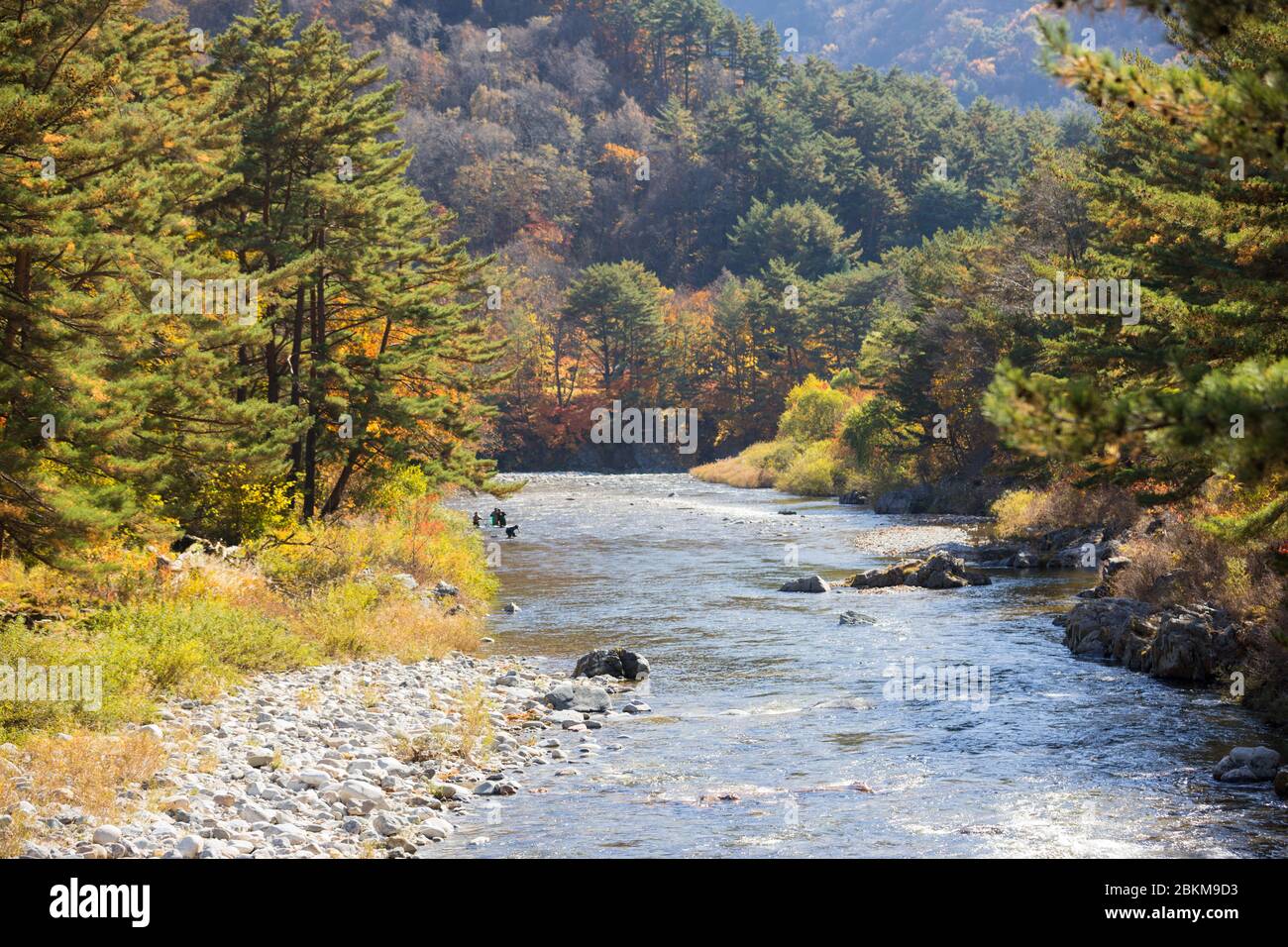 Herbstwald Flusslandschaft, Südkorea Stockfoto