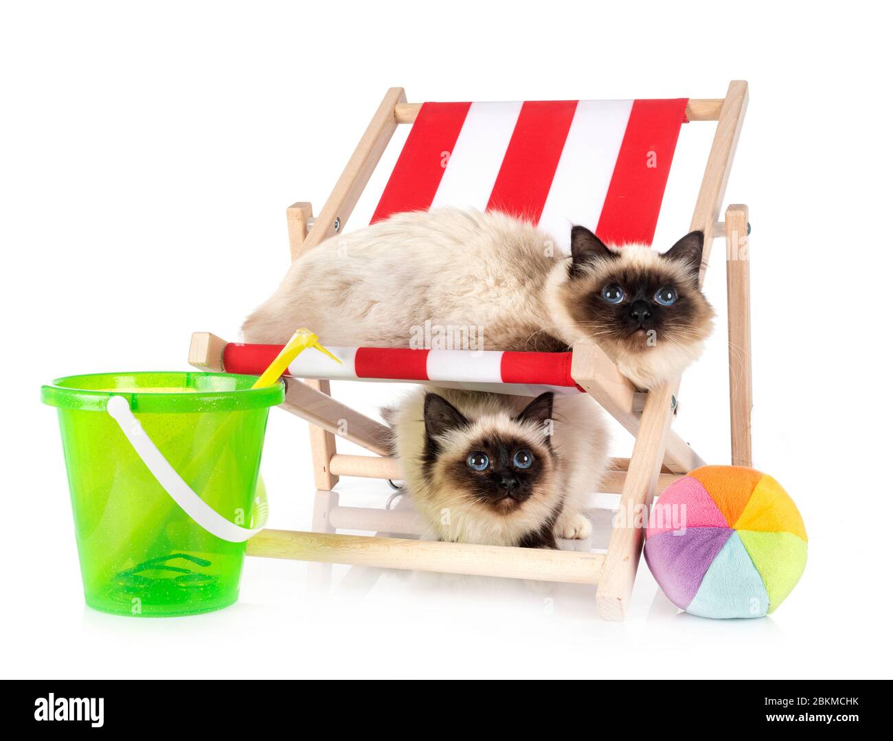 birman Katzen vor weißem Hintergrund Stockfoto