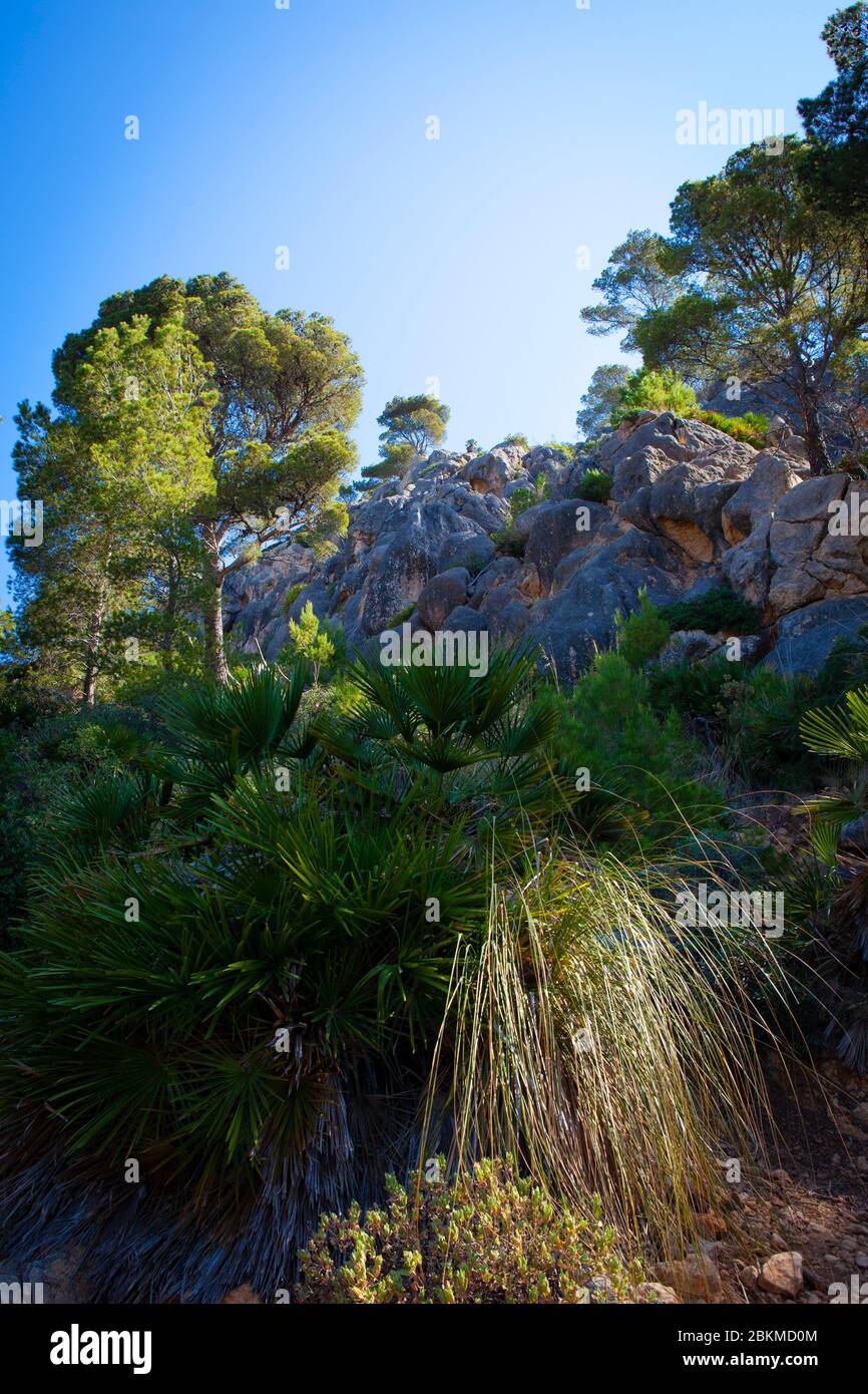 Reserva Biológica de la Trapa, Sant Elm, Mallorca, Balearen, Spanien Stockfoto