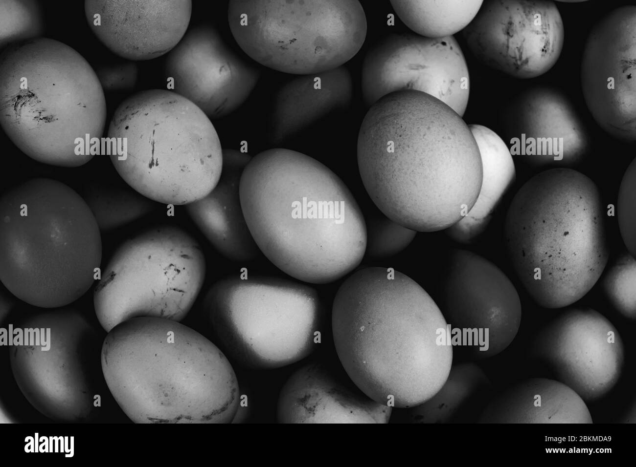 Bund von frischen Hühnereiern gesammelt, monochromatische Ansicht Stockfoto