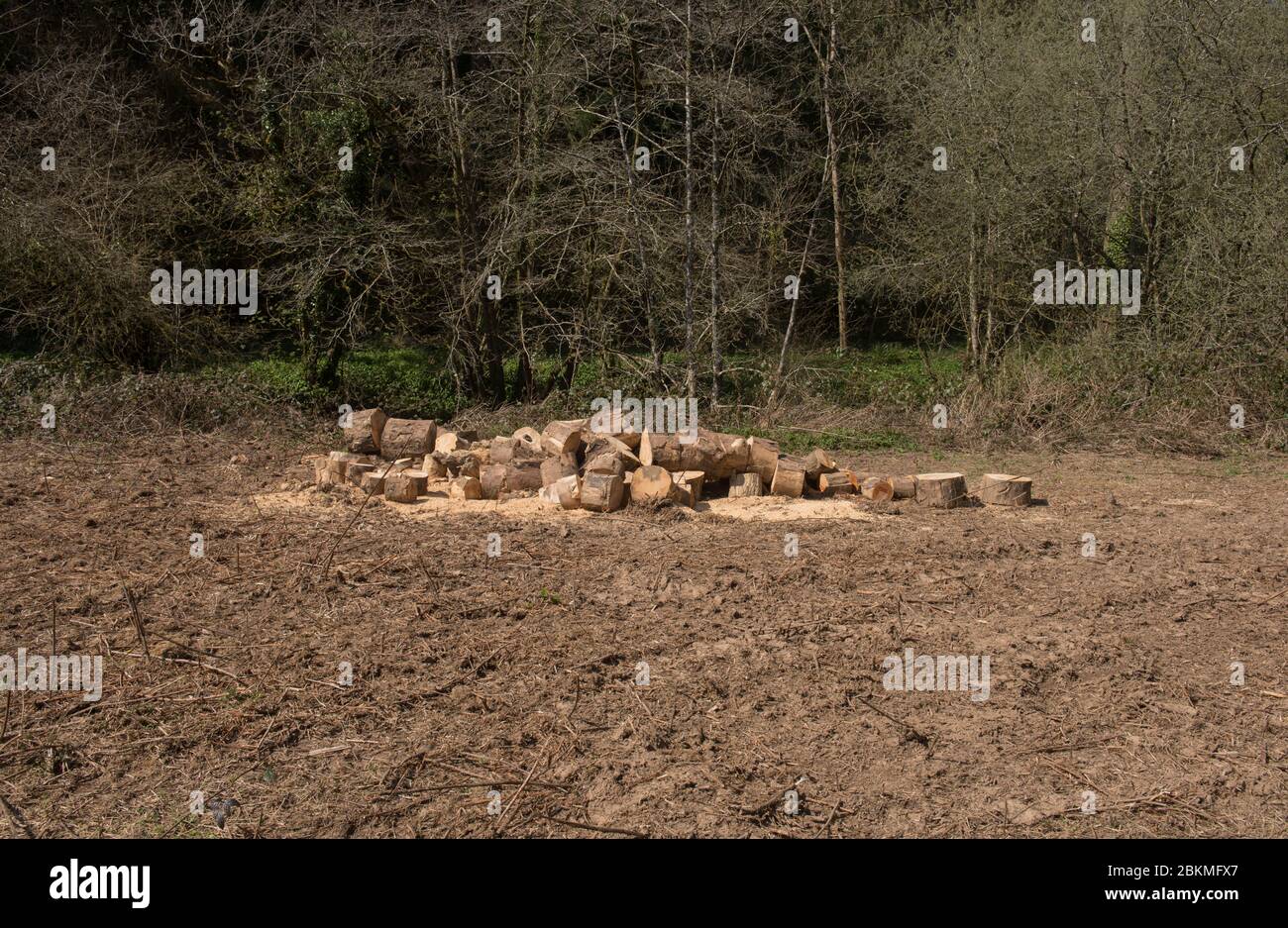 Stapel von Baumstämme in einem Feld am Rande eines Waldes in ländlichen Devon, England, Großbritannien Stockfoto