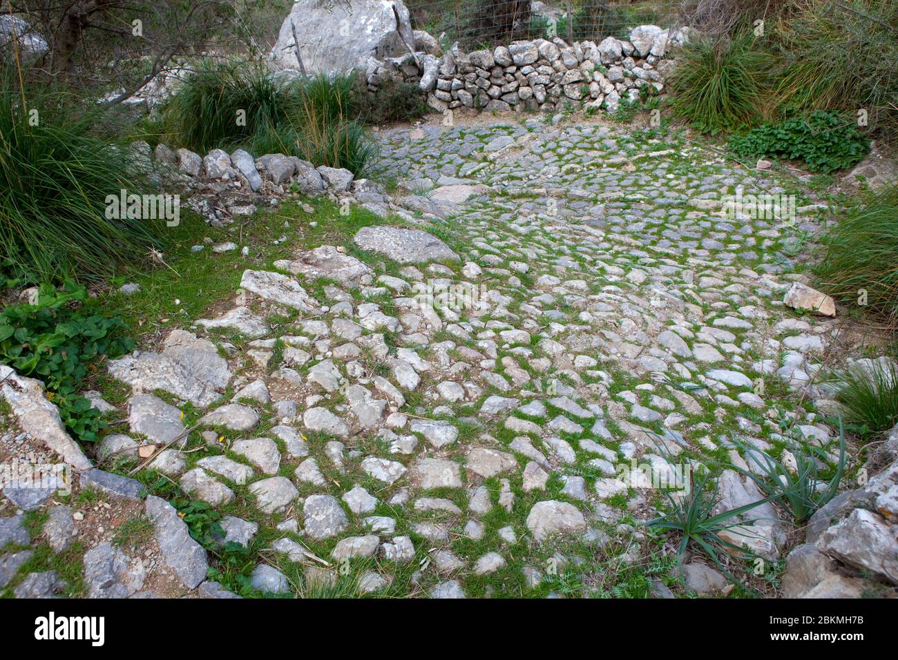 Cami Vell de Lluc Trail, Caimari, Mallorca Balearen, Spanien Stockfoto