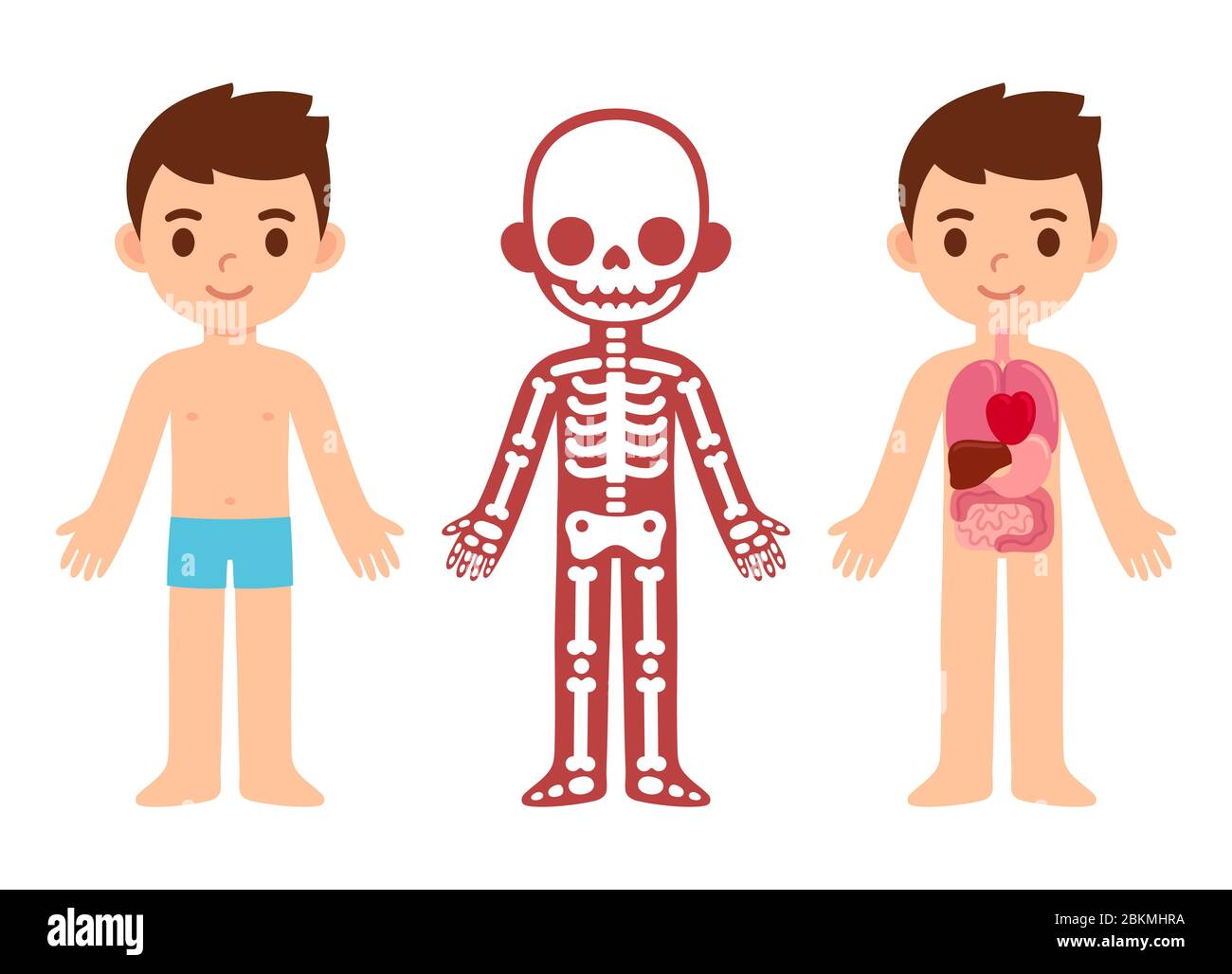 Mein Körper, pädagogische Infografik für Kinder. Niedlichen Cartoon ...