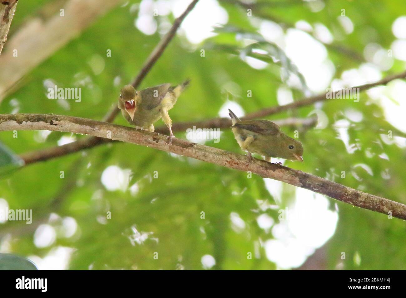 Zwei junge Männchen Red-capped Manakins (Ceratopipra mentalis) üben ihre "moonwalk" Paarungsanzeige entlang eines Astes. La Selva, Costa Rica Stockfoto