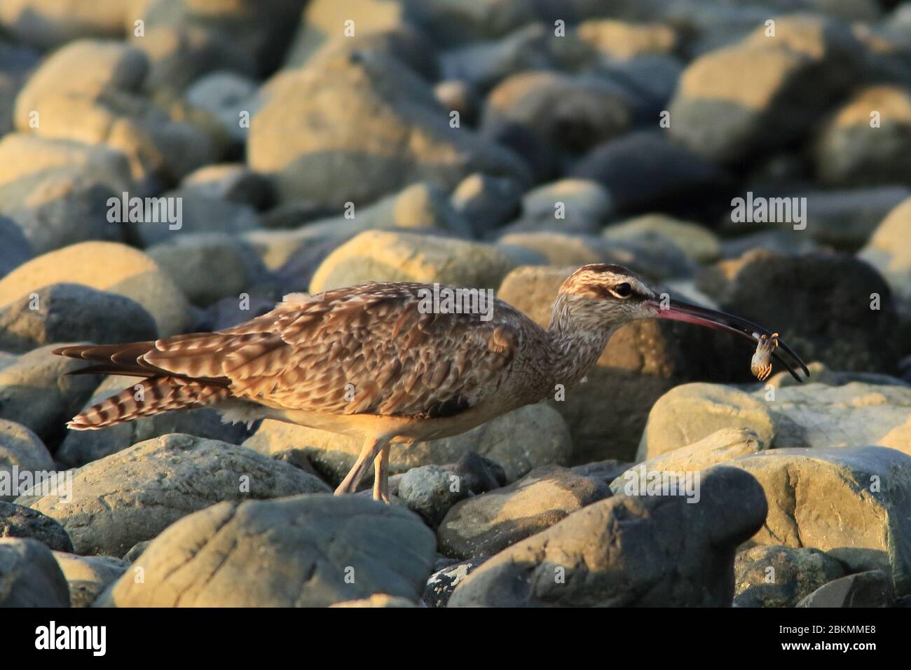 Whimbrel (Numenius phaeopus) mit Krabbenfreute in Schnabel. Corcovado Nationalpark, Osa Halbinsel, Costa Rica. Stockfoto