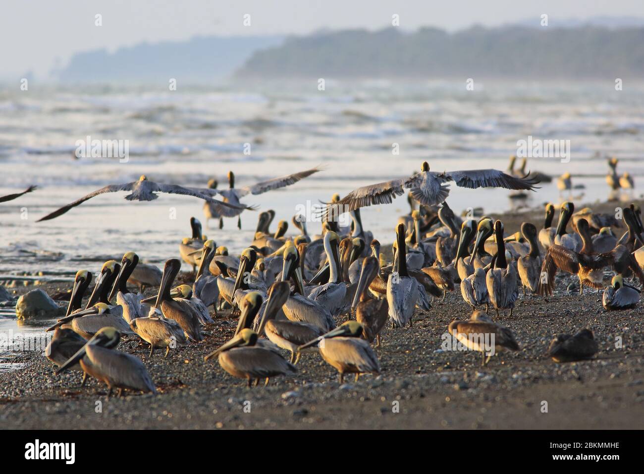 Kolonie der Braunpelikane (Pelecanus occidentalis). Corcovado Nationalpark, Osa Halbinsel, Costa Rica. Stockfoto
