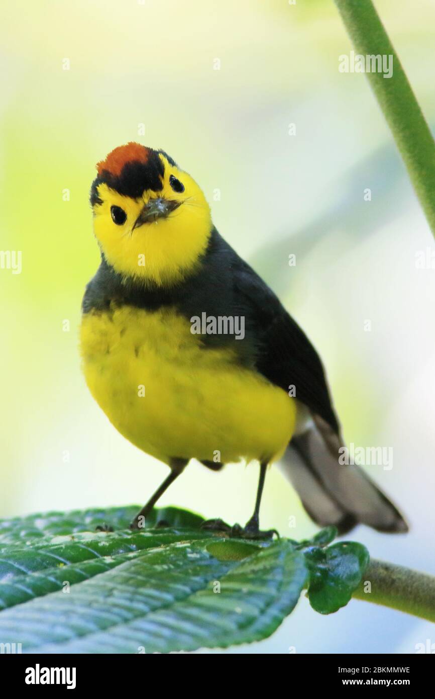 Halsbandrotstart / Halsbandweißestart (Myioborus torquatus). La Amistad Nationalpark, Costa Rica. Stockfoto