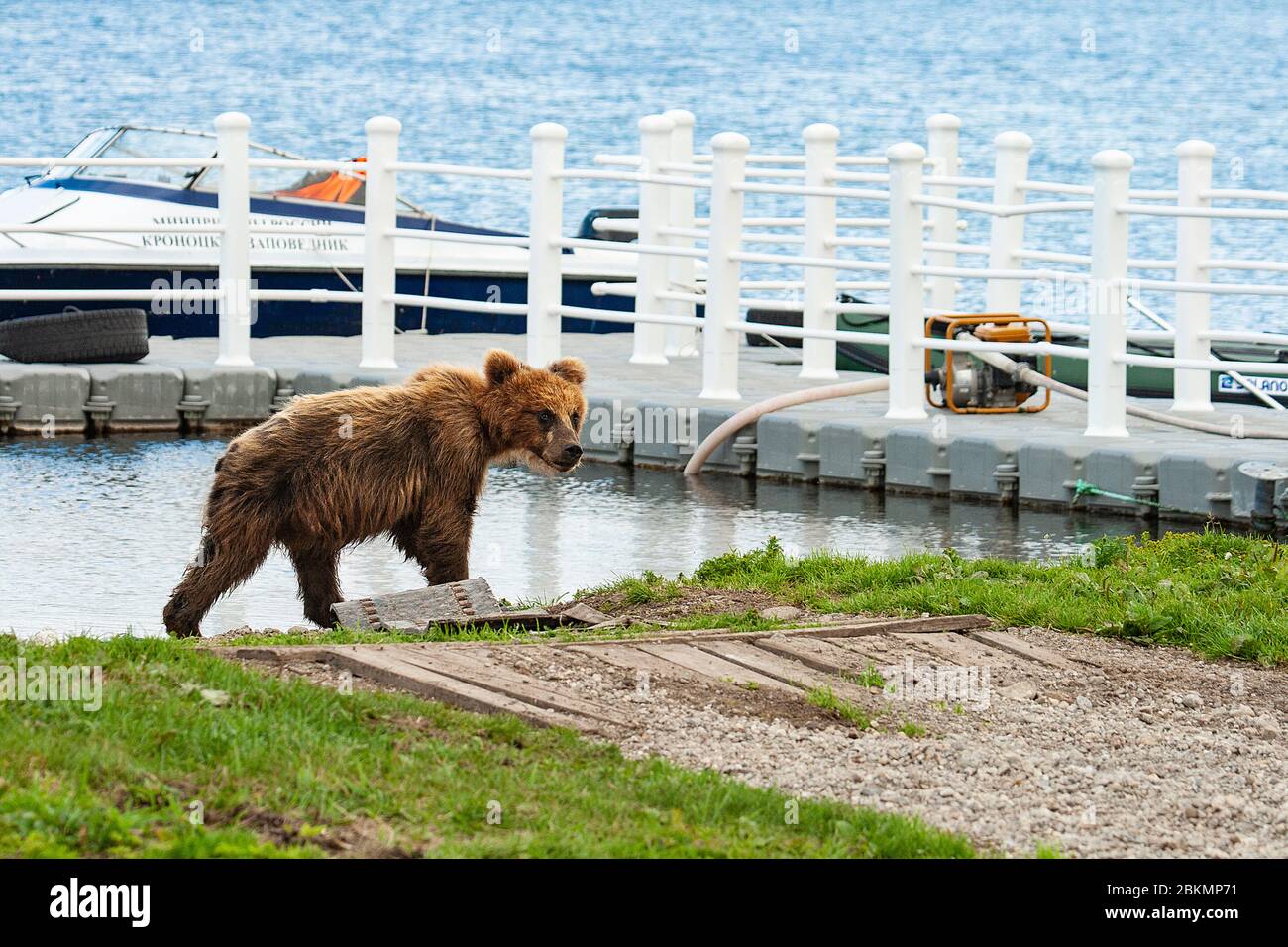 Verlassene Jungtier des Braunbären (Ursus arctos) im Kurile See. Kamtschatka. Sibirien. Russland Stockfoto