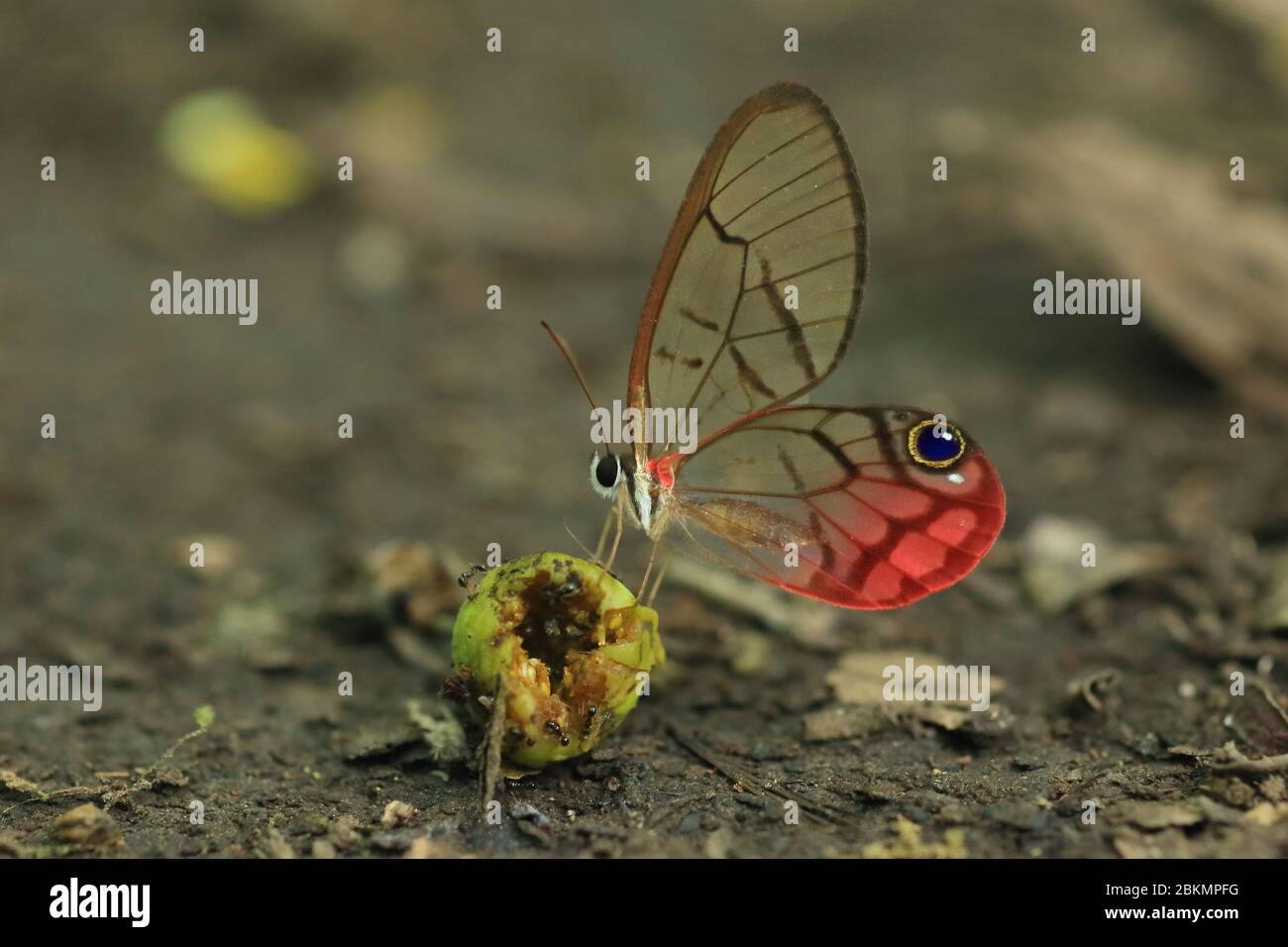 Rostige Klauflügel-Satyr Schmetterling (Cithaerias pireta pireta) Fütterung auf zersetzenden Früchten auf Waldboden. Tiefland Regenwald, Corcovado, Costa Rica. Stockfoto