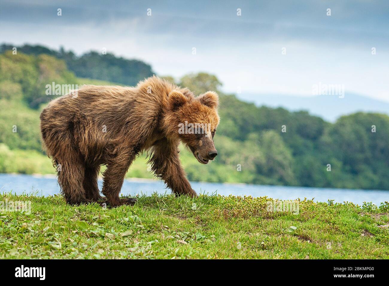 Verlassene Jungtier des Braunbären (Ursus arctos) im Kurile See. Kamtschatka. Sibirien. Russland Stockfoto